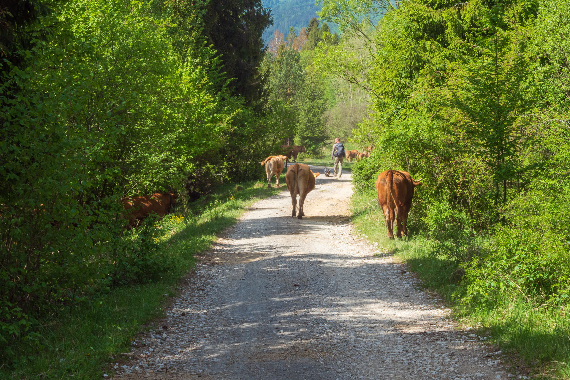 Bukovec zo Švedlára (Volovské vrchy)