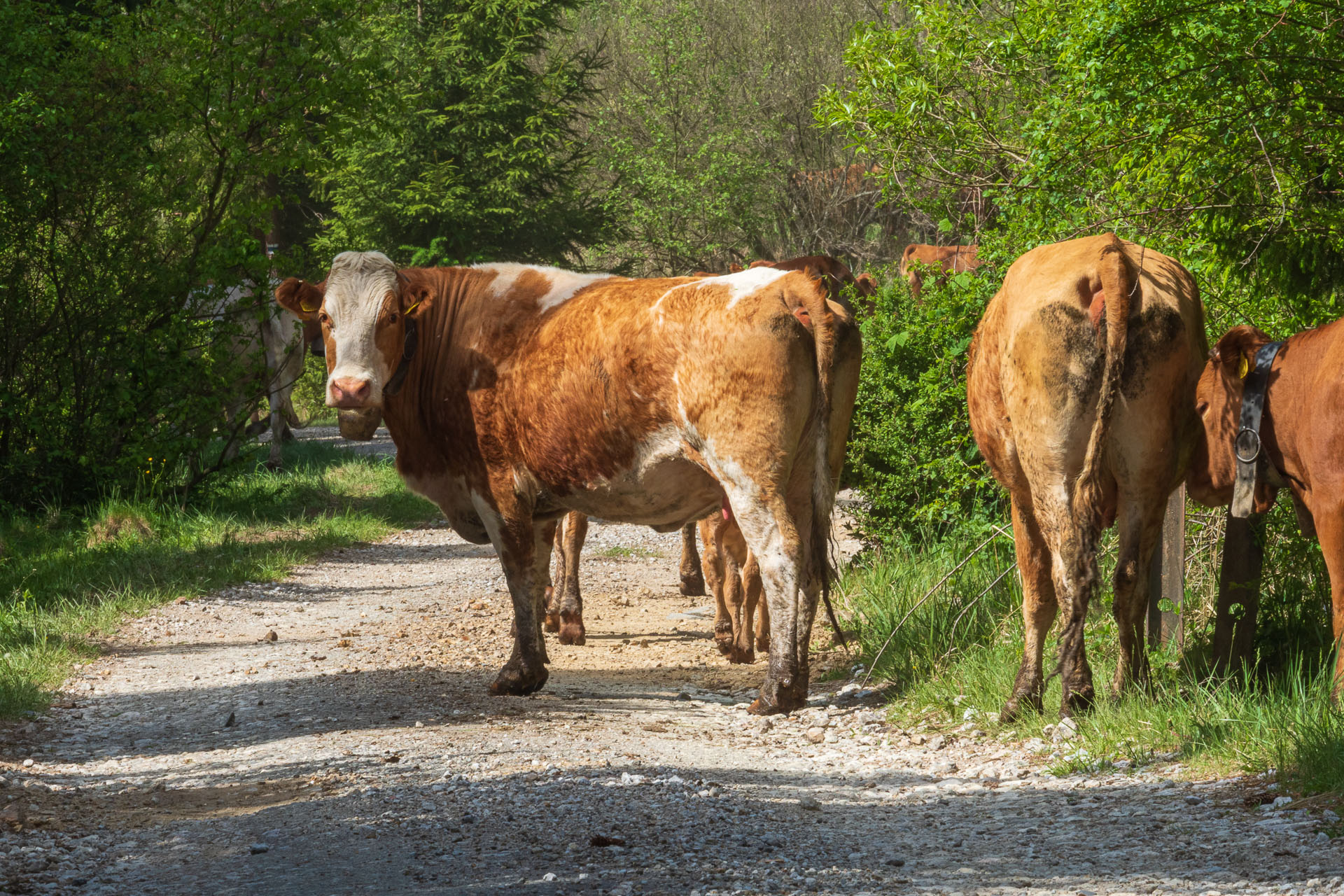 Bukovec zo Švedlára (Volovské vrchy)