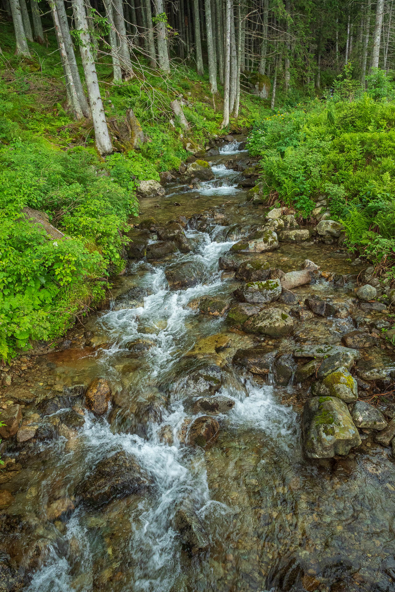 Chabenec z Jasnej pod Chopkom (Nízke Tatry)