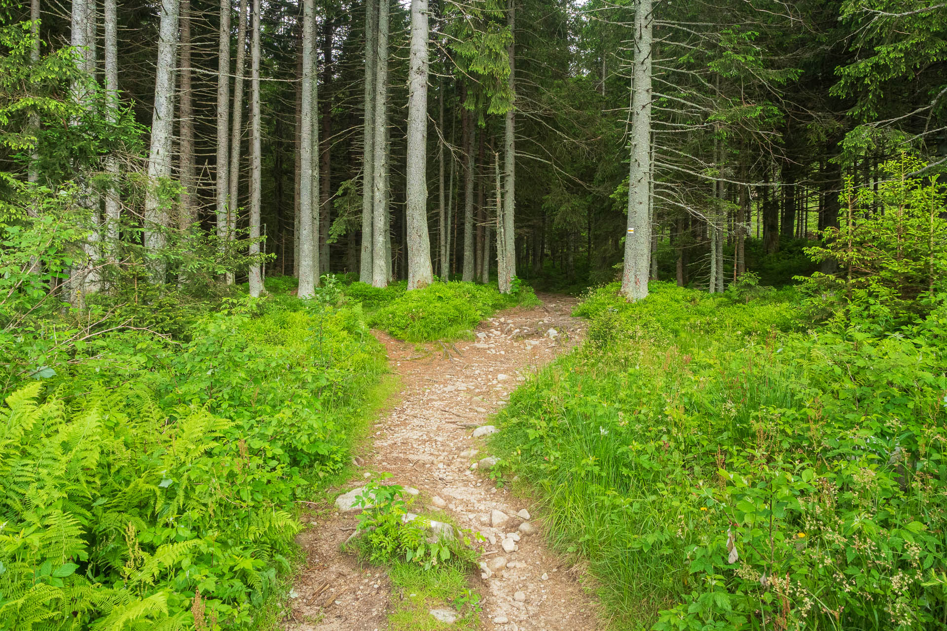 Chabenec z Jasnej pod Chopkom (Nízke Tatry)