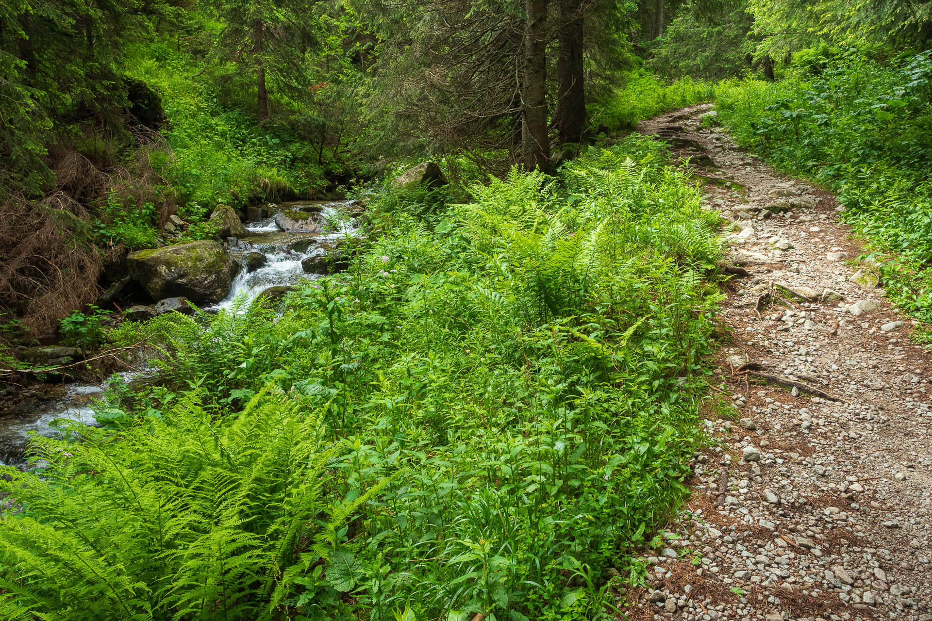 Chabenec z Jasnej pod Chopkom (Nízke Tatry)