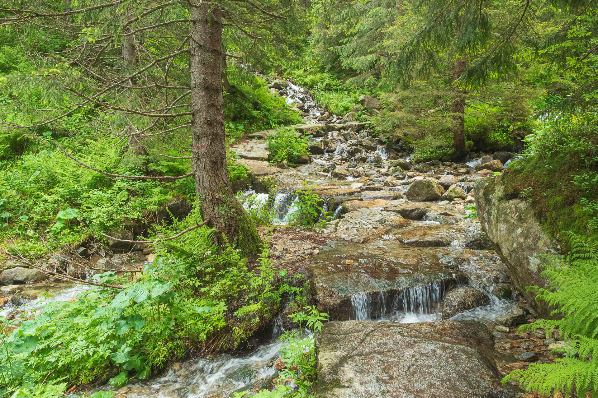 Chabenec z Jasnej pod Chopkom (Nízke Tatry)