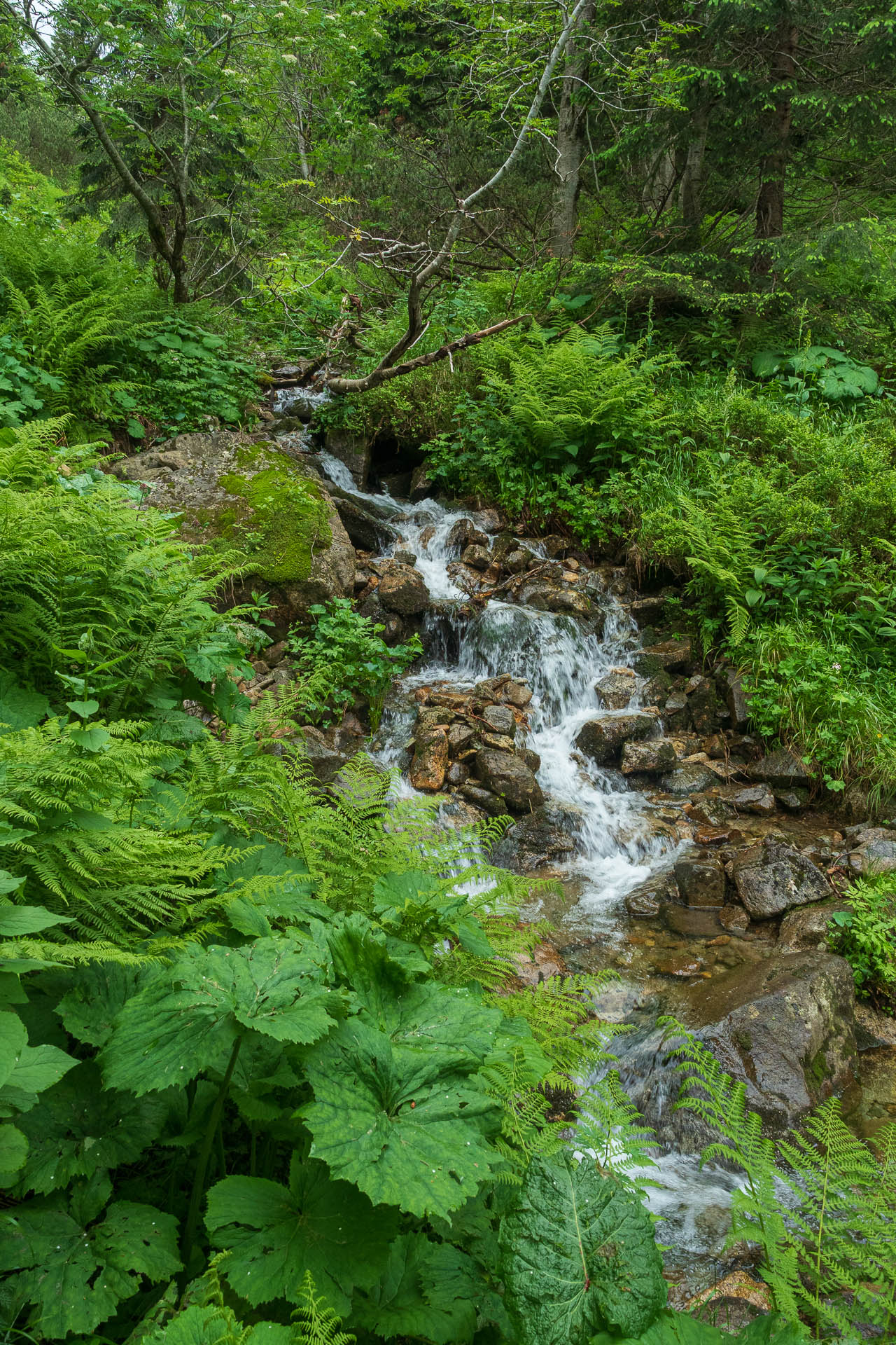 Chabenec z Jasnej pod Chopkom (Nízke Tatry)