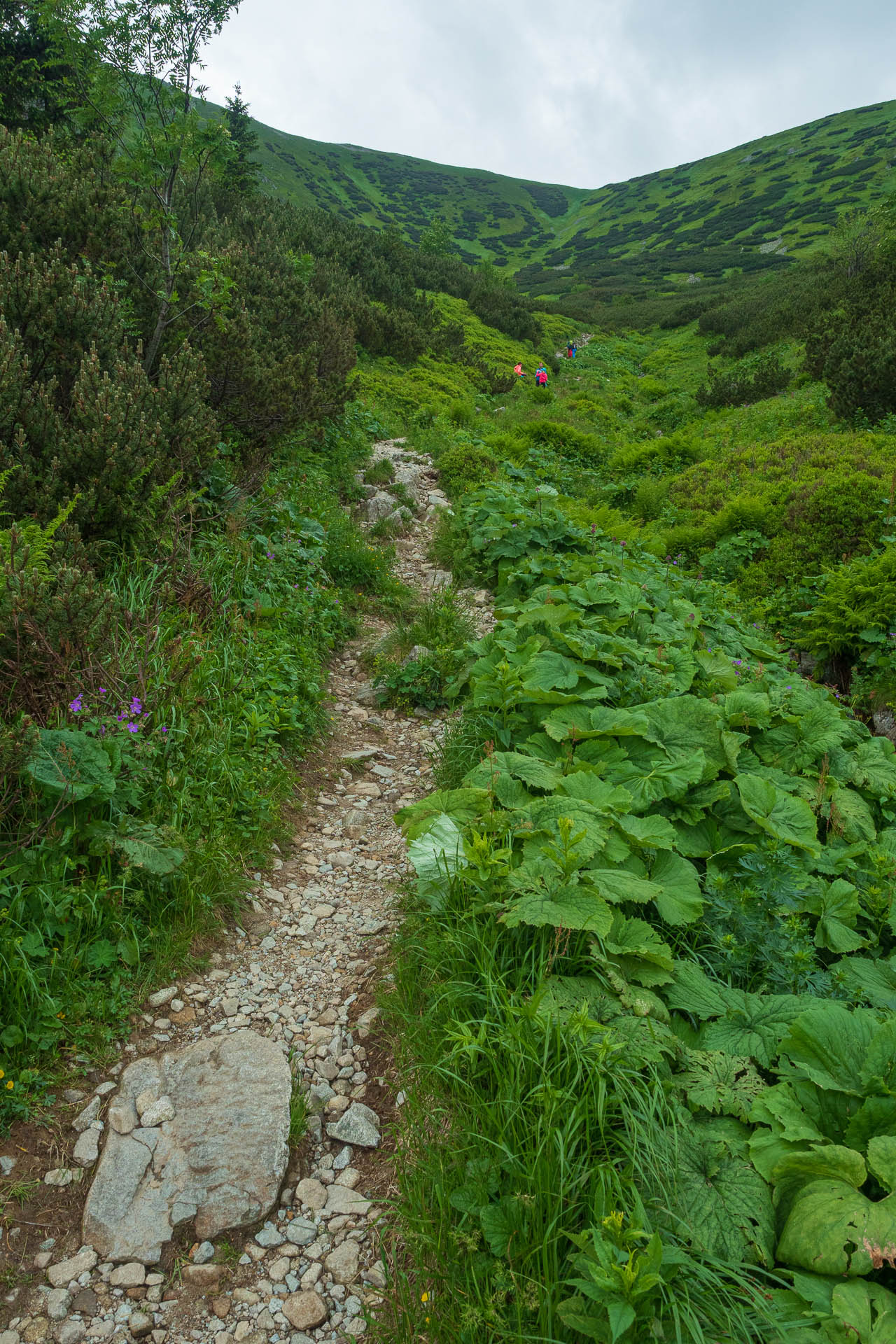 Chabenec z Jasnej pod Chopkom (Nízke Tatry)