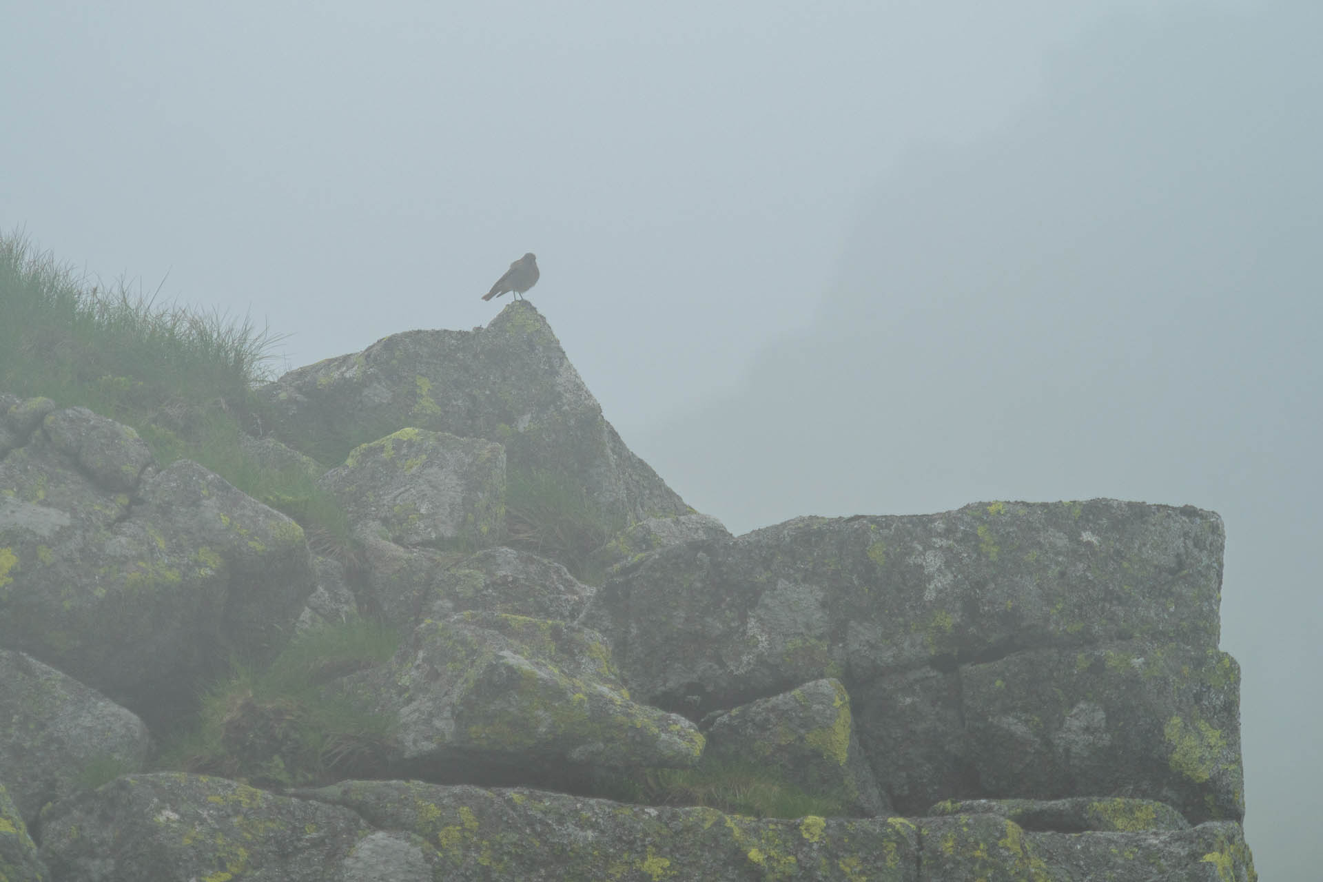 Chabenec z Jasnej pod Chopkom (Nízke Tatry)