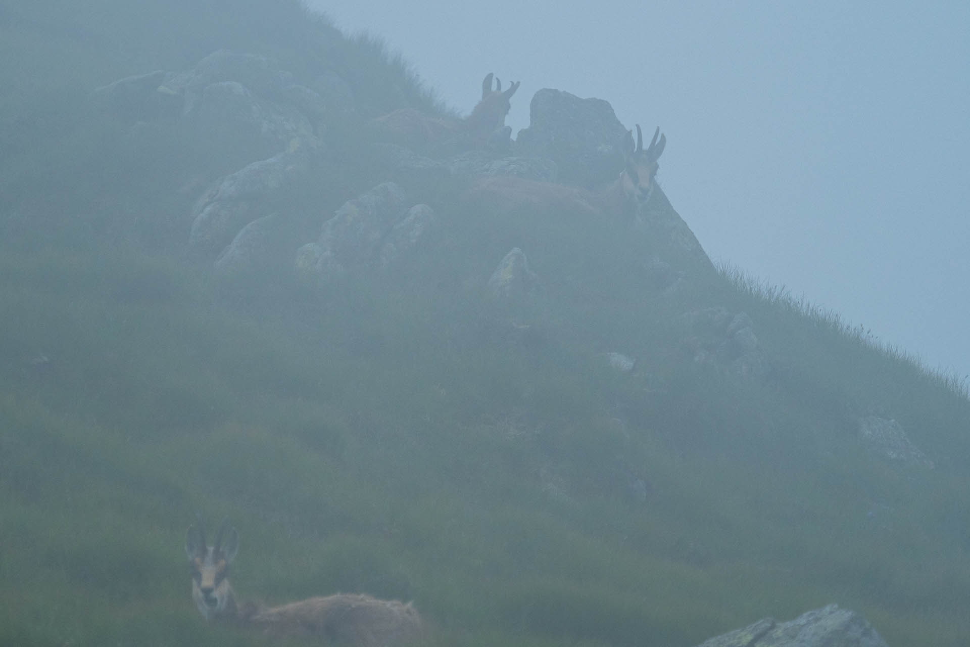 Chabenec z Jasnej pod Chopkom (Nízke Tatry)