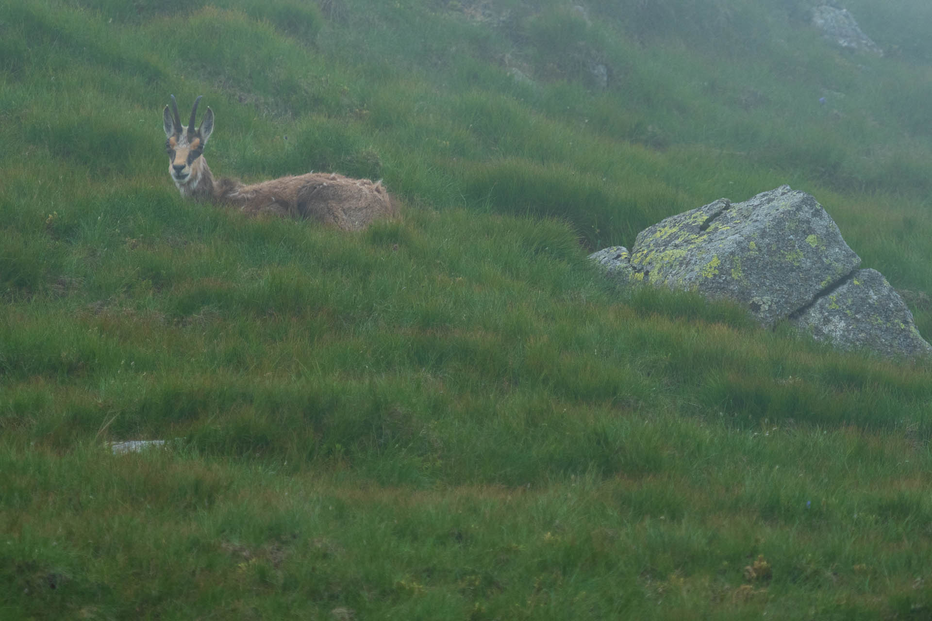 Chabenec z Jasnej pod Chopkom (Nízke Tatry)