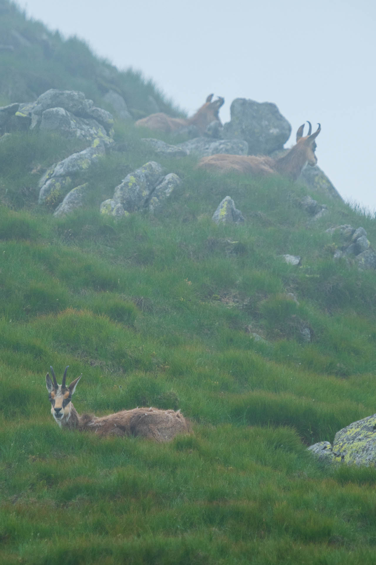 Chabenec z Jasnej pod Chopkom (Nízke Tatry)