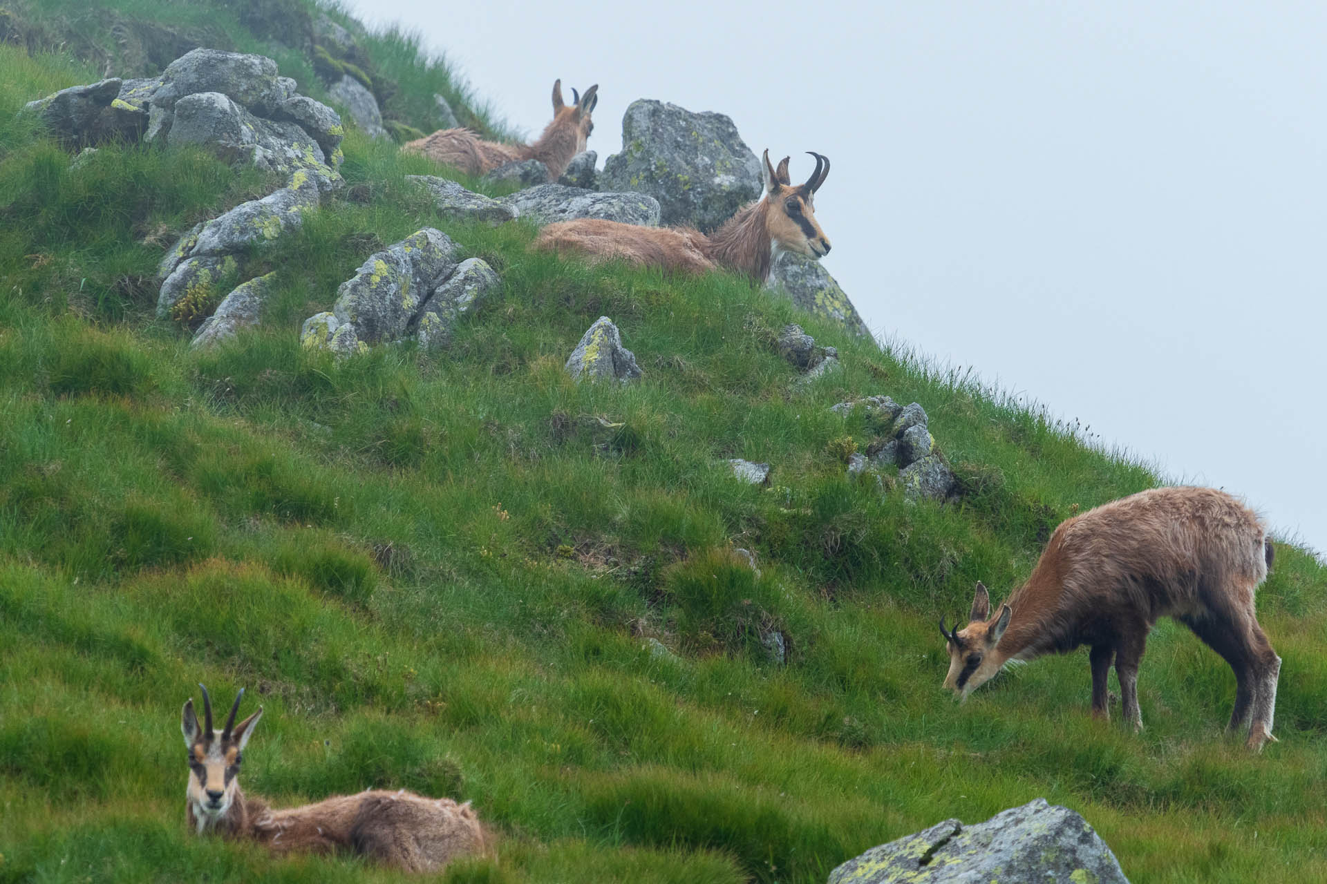 Chabenec z Jasnej pod Chopkom (Nízke Tatry)