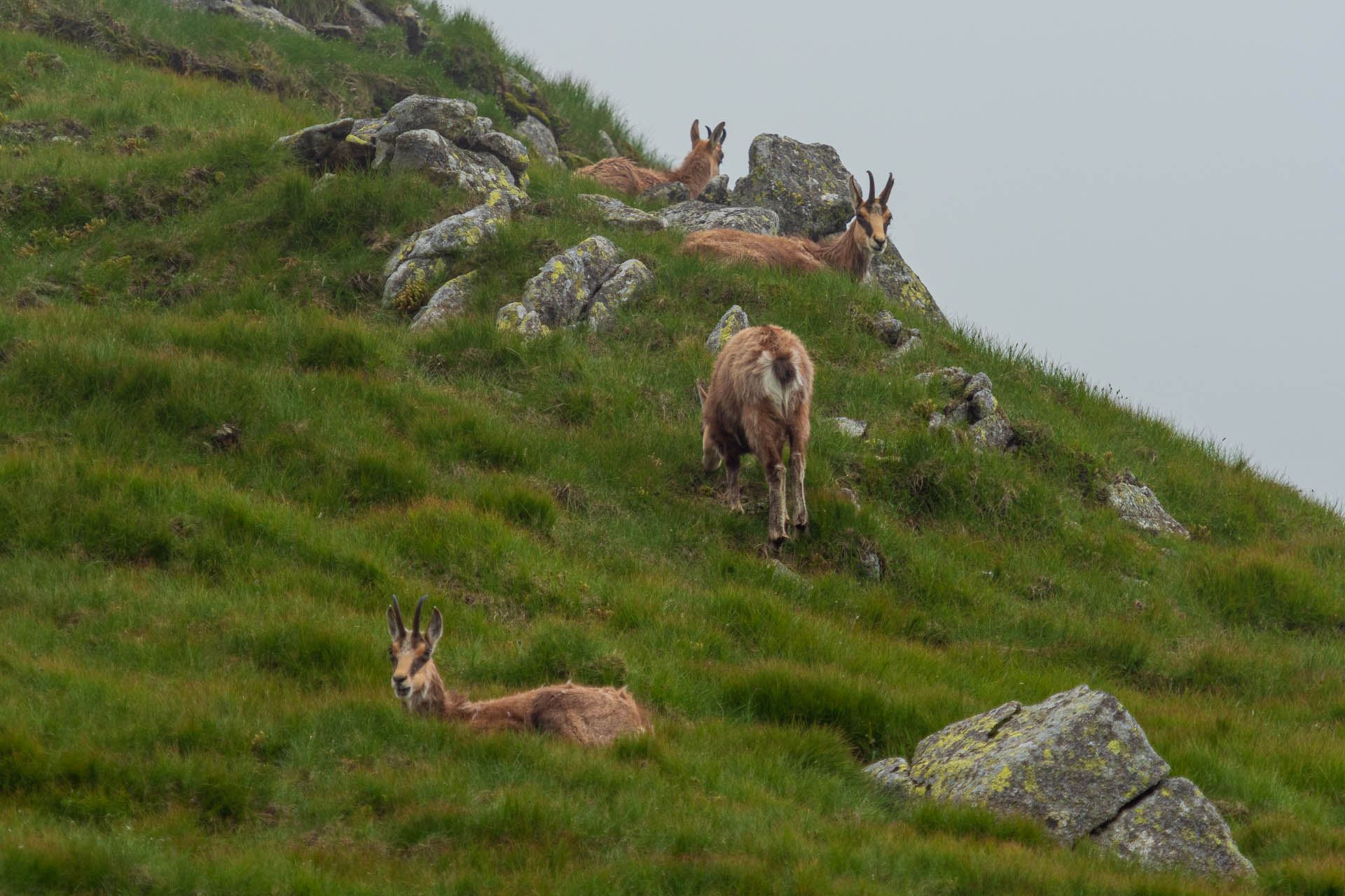 Chabenec z Jasnej pod Chopkom (Nízke Tatry)