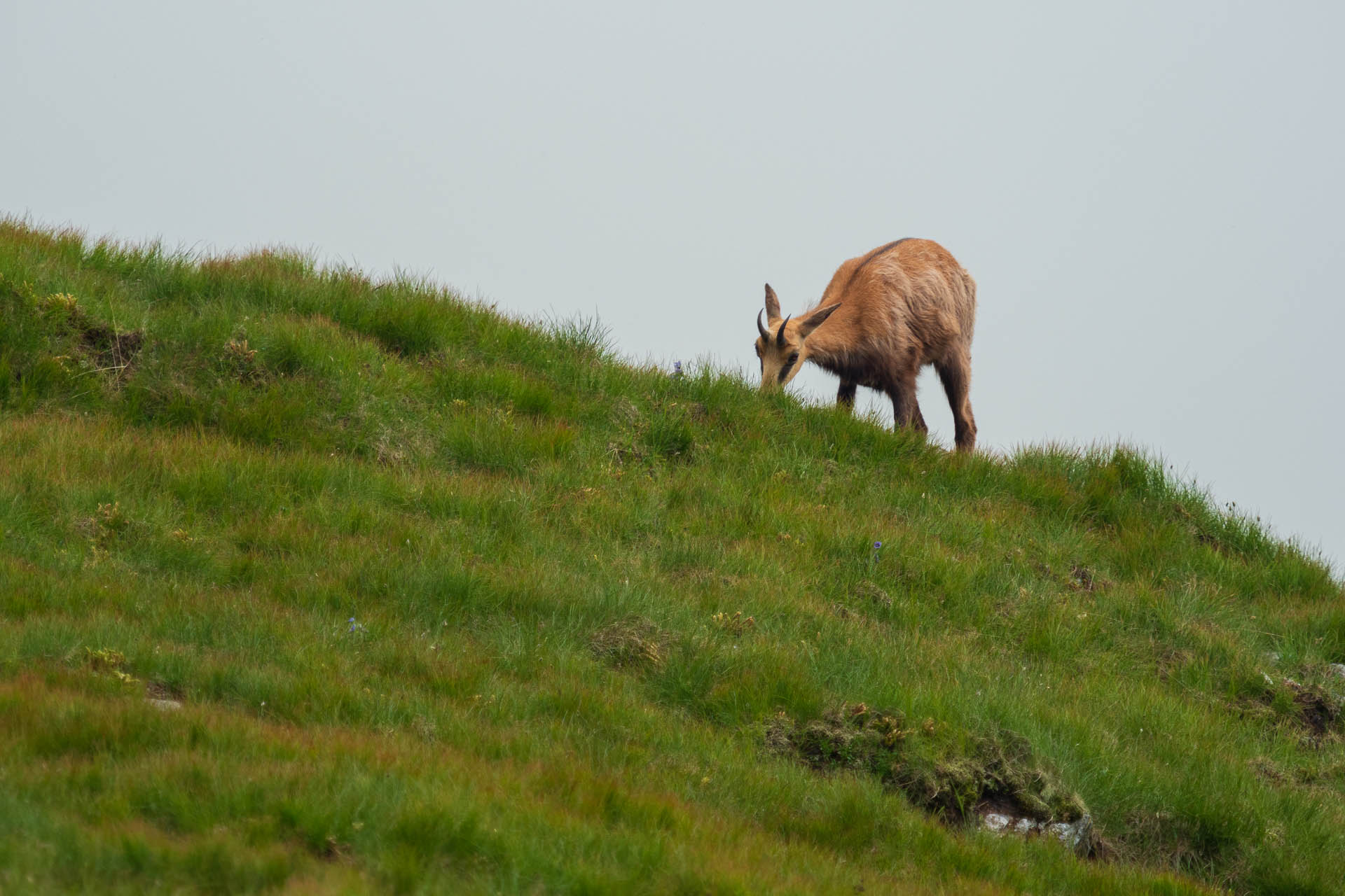 Chabenec z Jasnej pod Chopkom (Nízke Tatry)