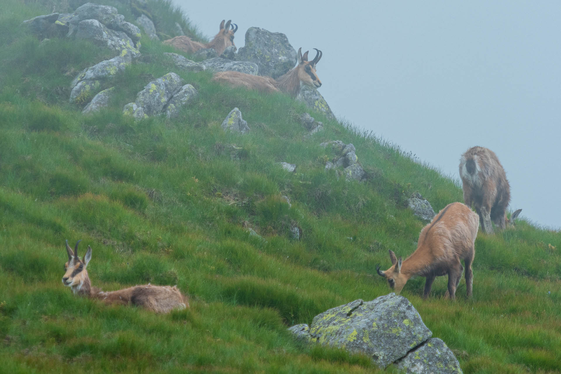 Chabenec z Jasnej pod Chopkom (Nízke Tatry)