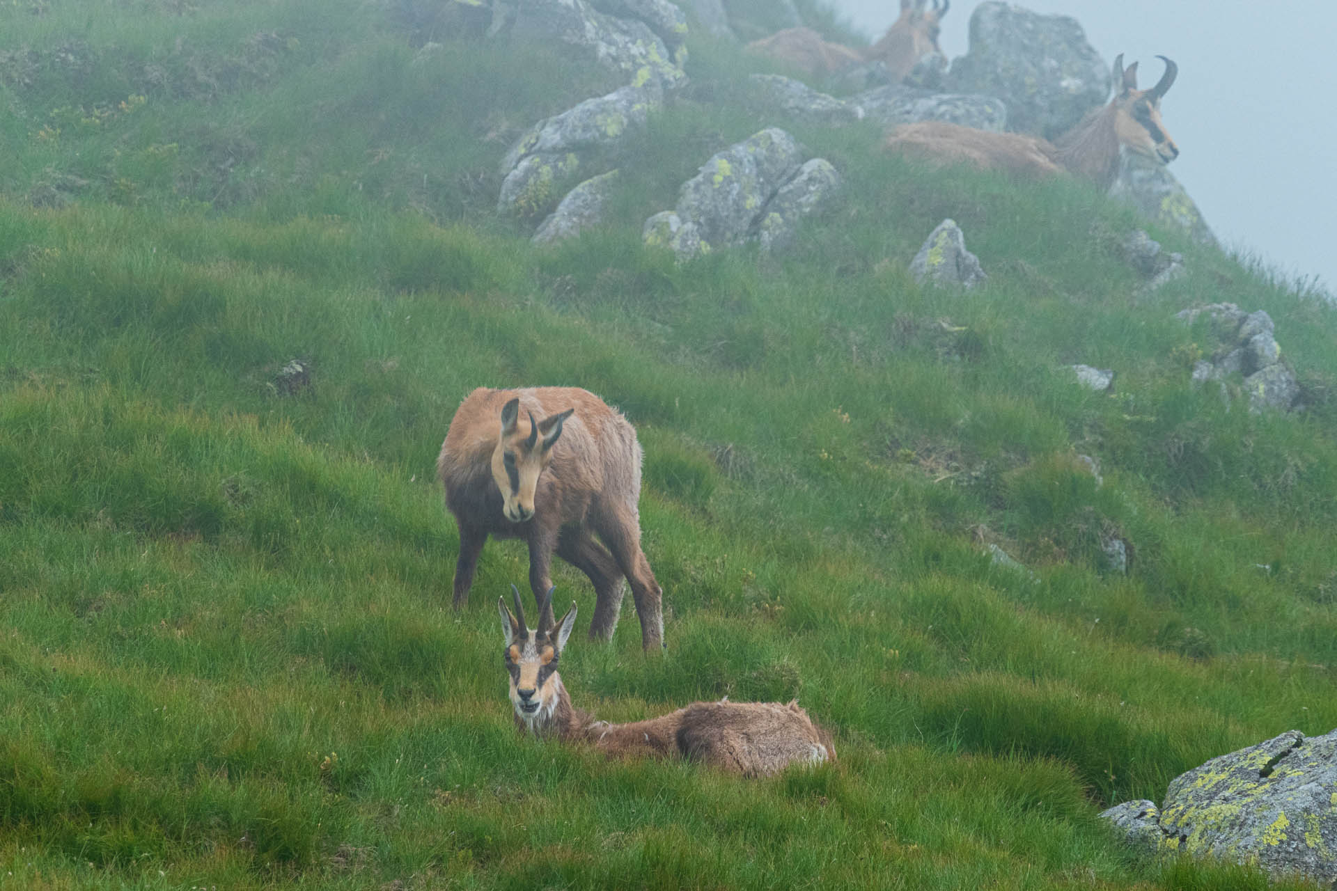 Chabenec z Jasnej pod Chopkom (Nízke Tatry)