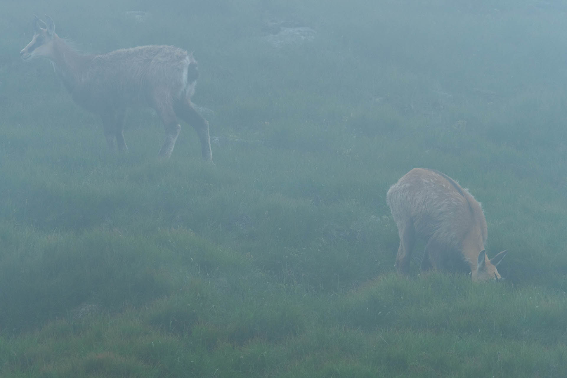 Chabenec z Jasnej pod Chopkom (Nízke Tatry)