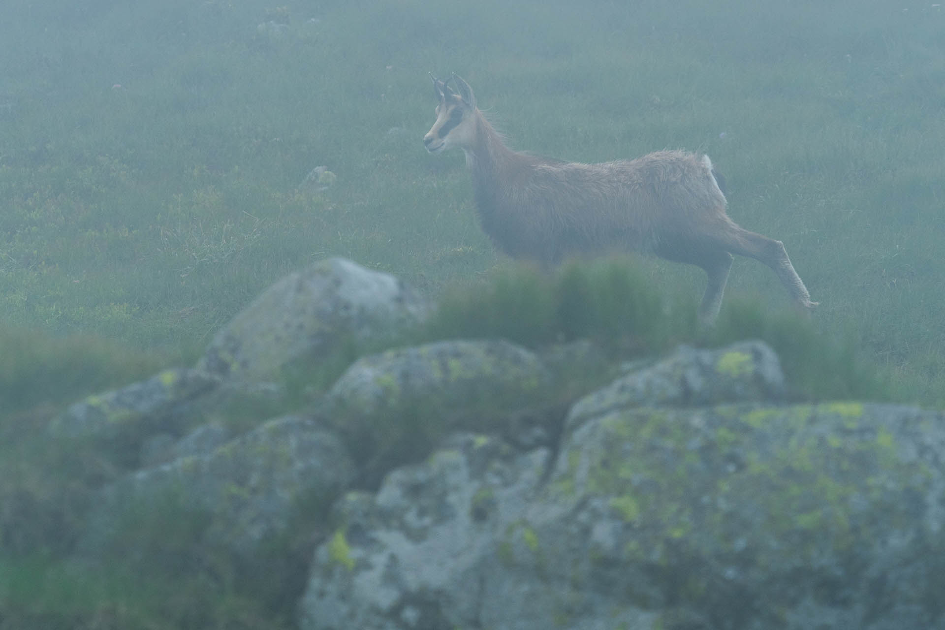 Chabenec z Jasnej pod Chopkom (Nízke Tatry)