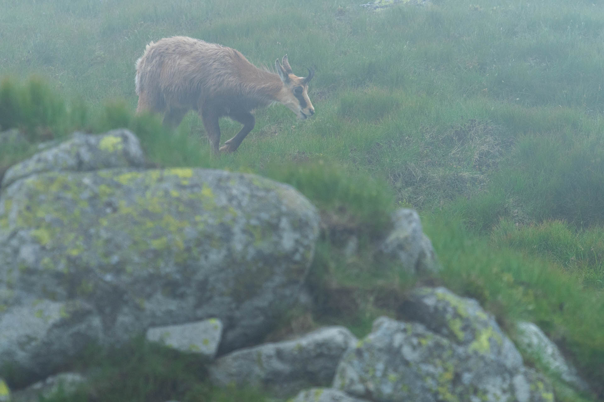 Chabenec z Jasnej pod Chopkom (Nízke Tatry)