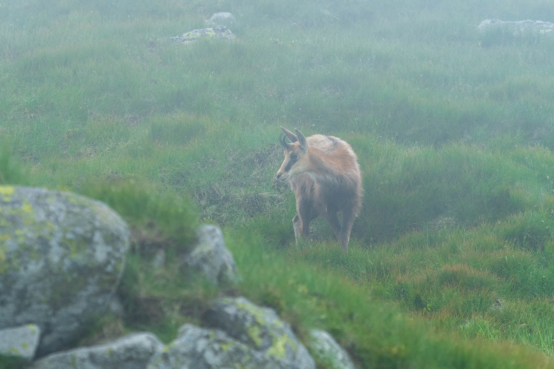 Chabenec z Jasnej pod Chopkom (Nízke Tatry)