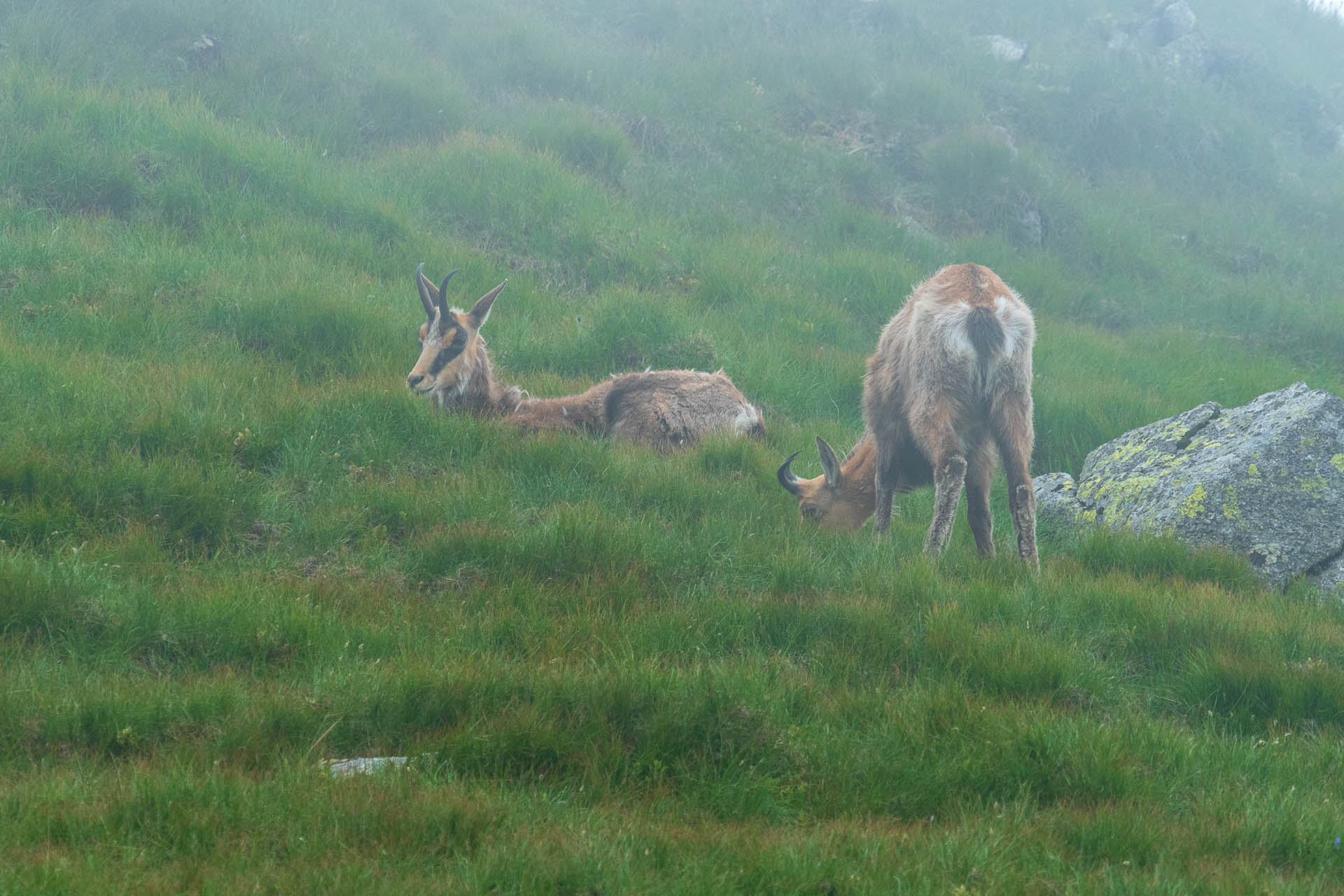 Chabenec z Jasnej pod Chopkom (Nízke Tatry)