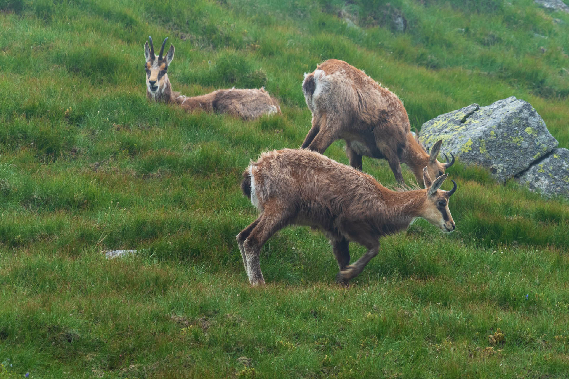 Chabenec z Jasnej pod Chopkom (Nízke Tatry)