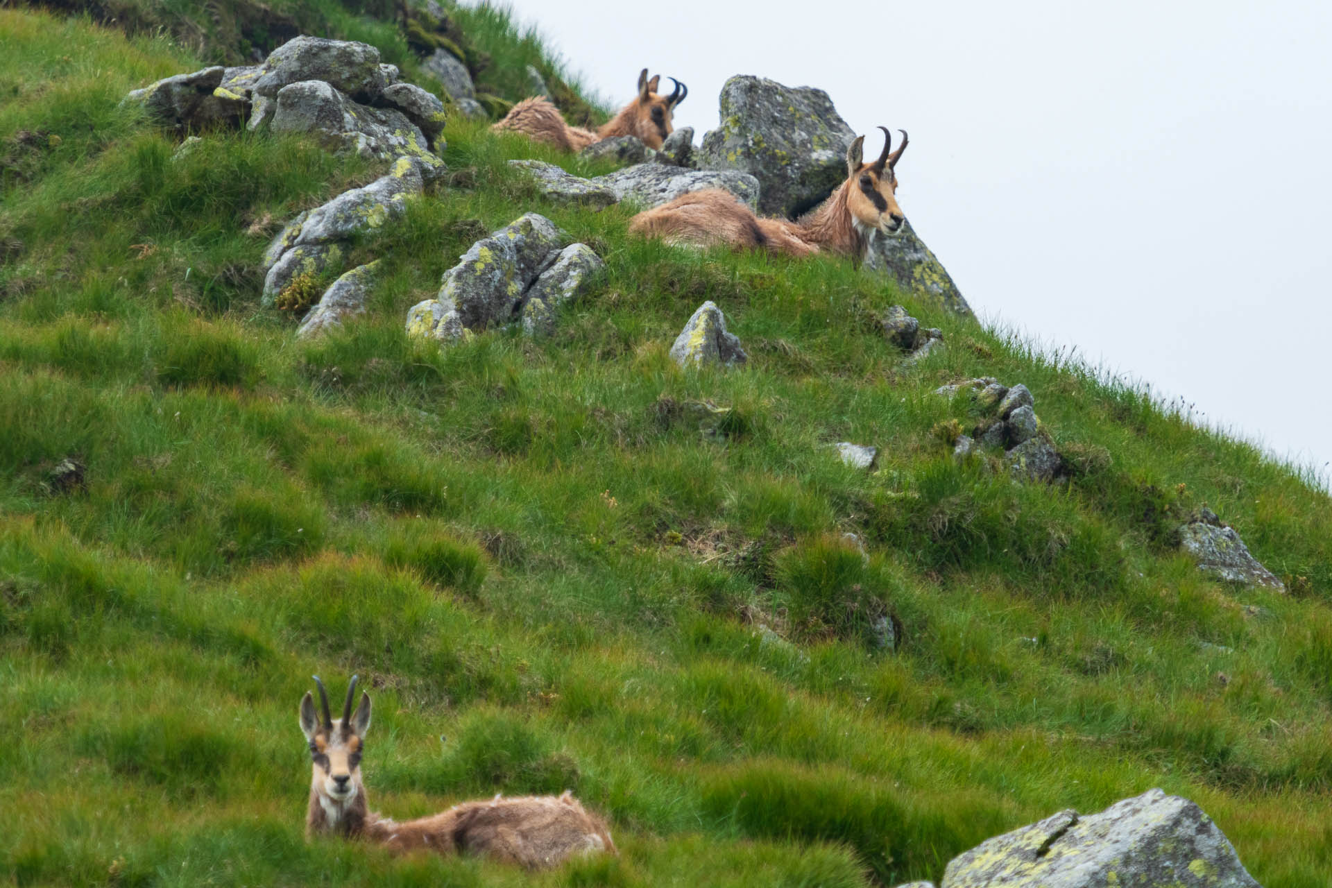 Chabenec z Jasnej pod Chopkom (Nízke Tatry)