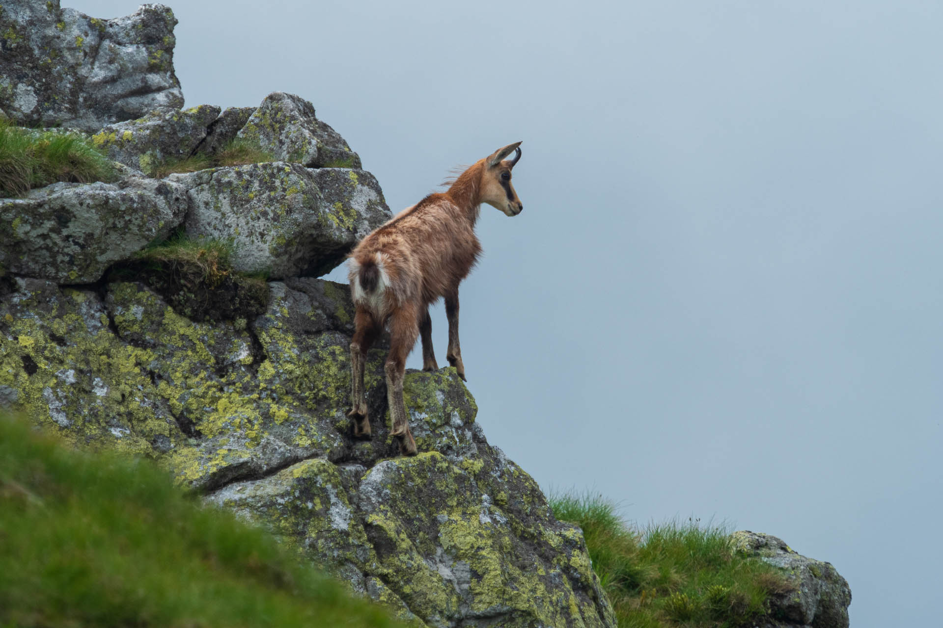 Chabenec z Jasnej pod Chopkom (Nízke Tatry)