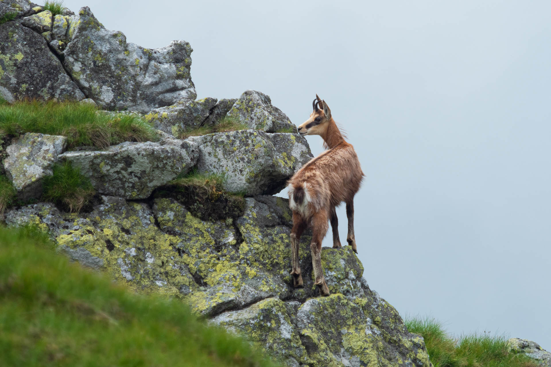 Chabenec z Jasnej pod Chopkom (Nízke Tatry)