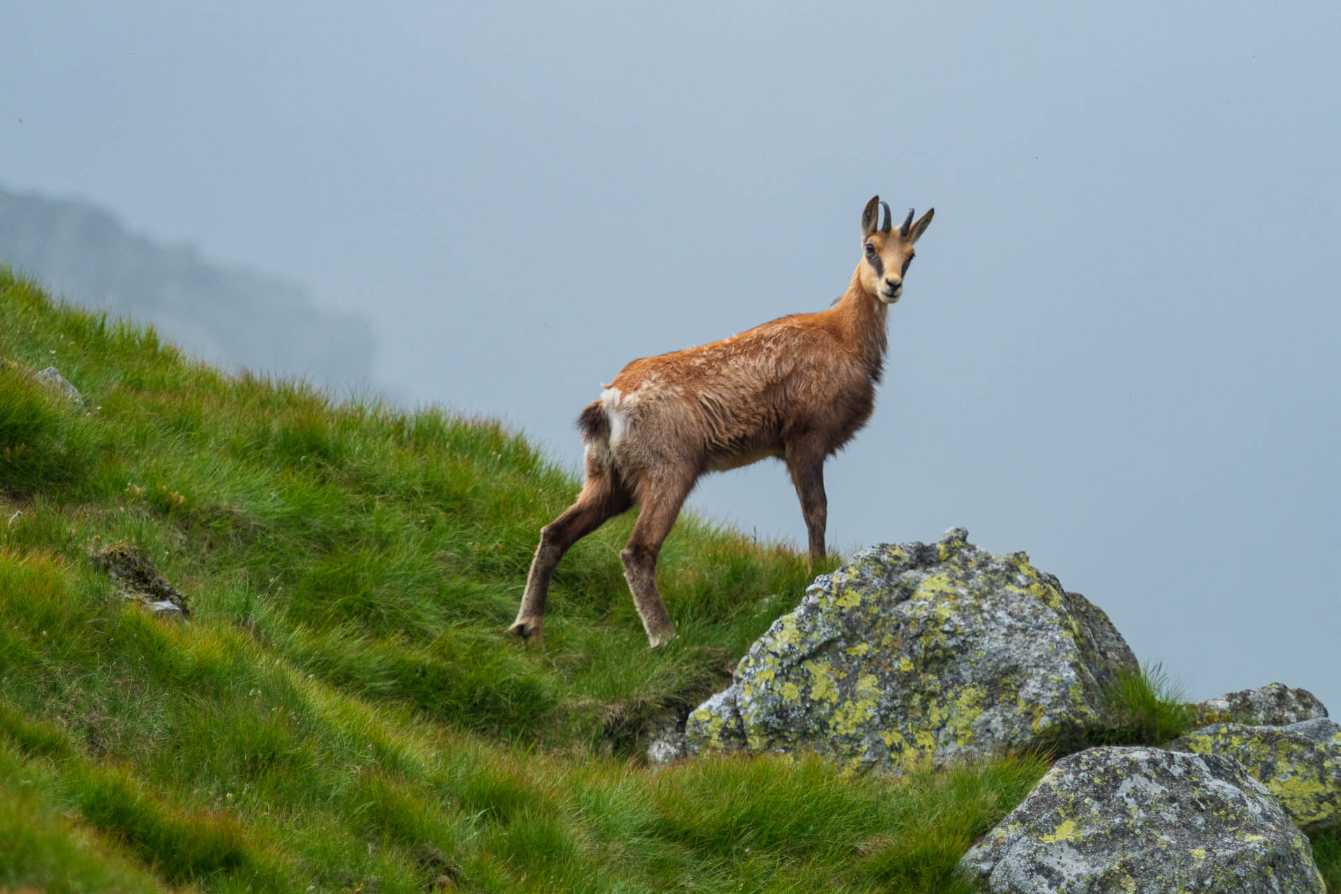 Chabenec z Jasnej pod Chopkom (Nízke Tatry)