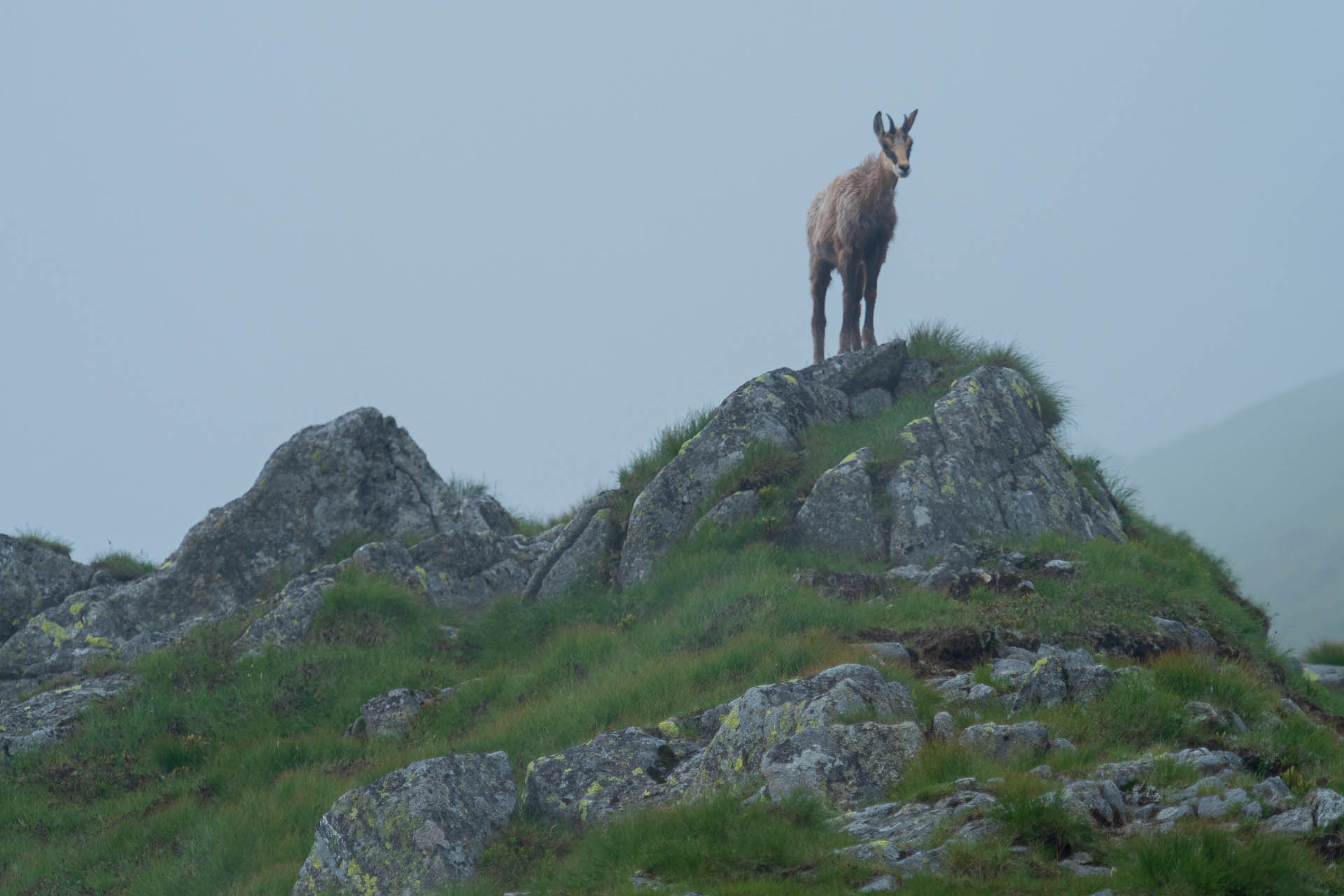 Chabenec z Jasnej pod Chopkom (Nízke Tatry)