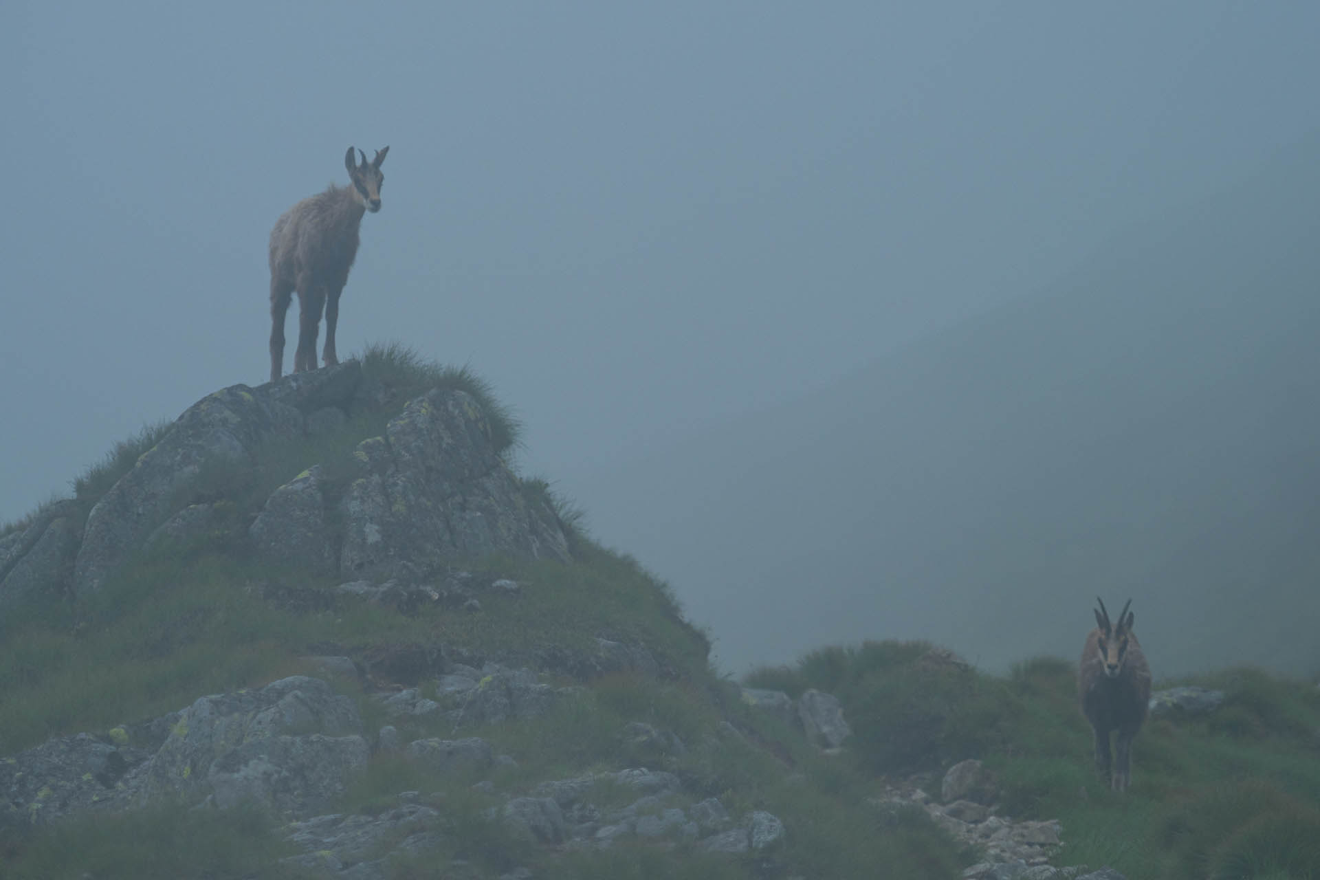 Chabenec z Jasnej pod Chopkom (Nízke Tatry)