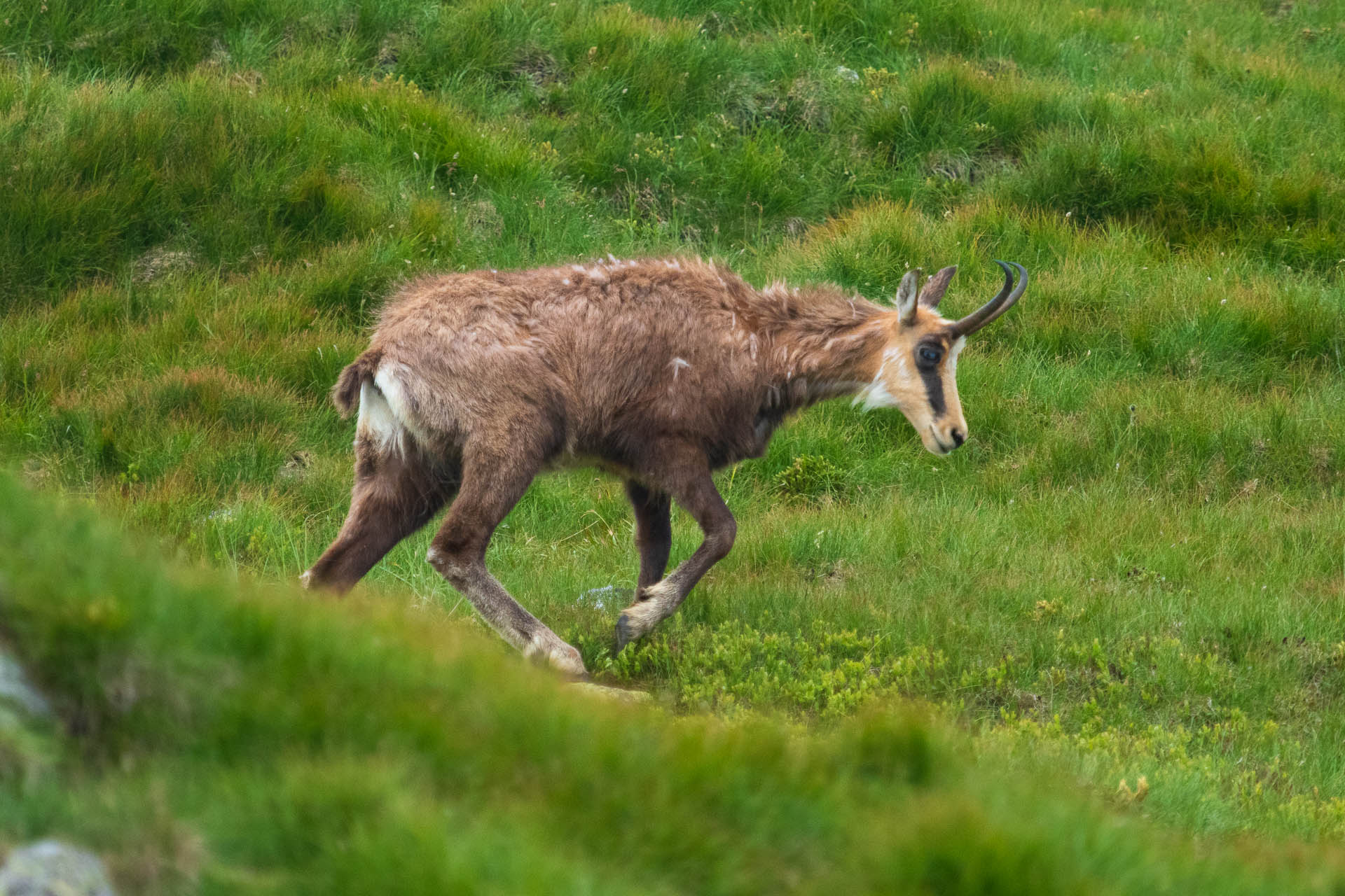 Chabenec z Jasnej pod Chopkom (Nízke Tatry)