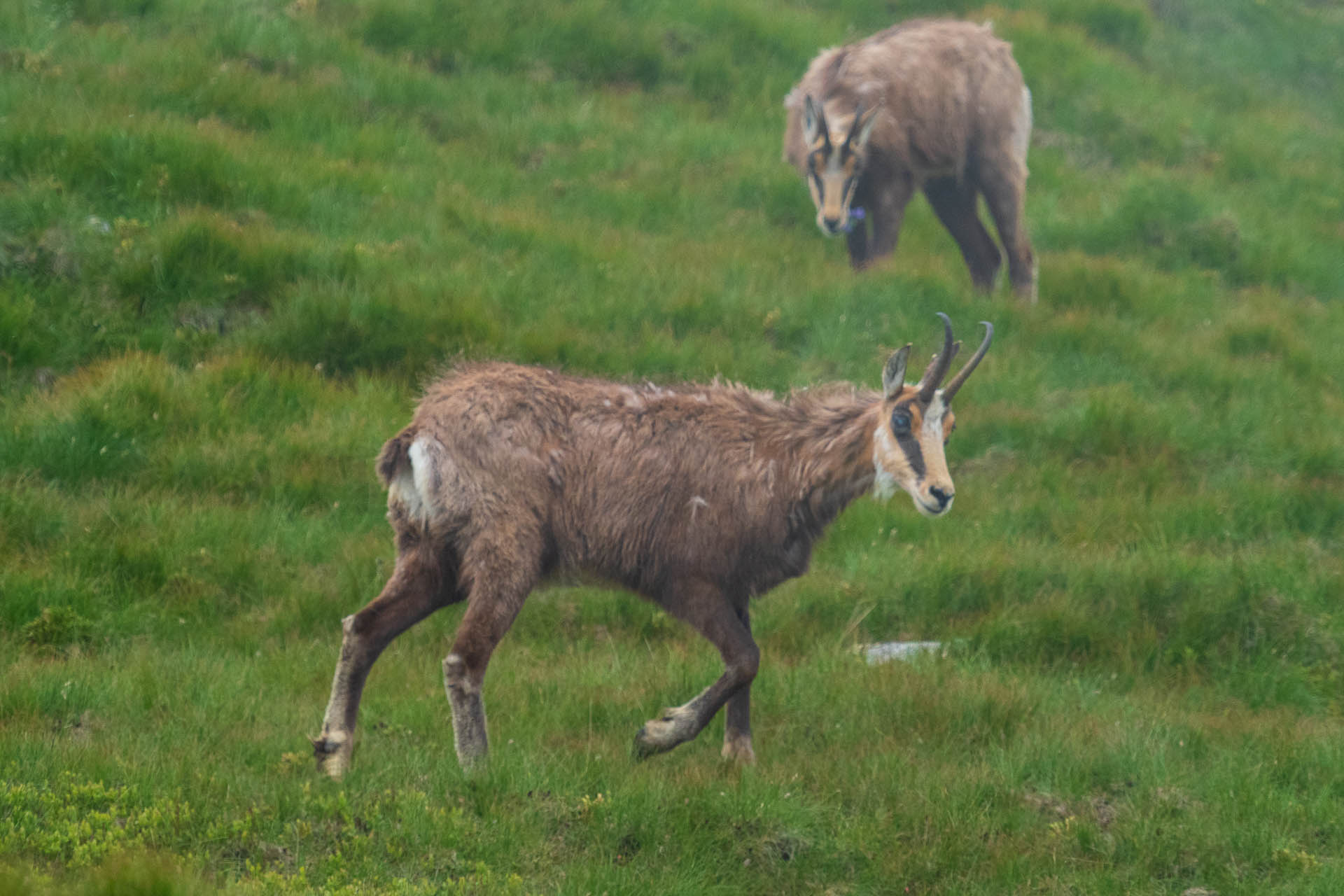 Chabenec z Jasnej pod Chopkom (Nízke Tatry)