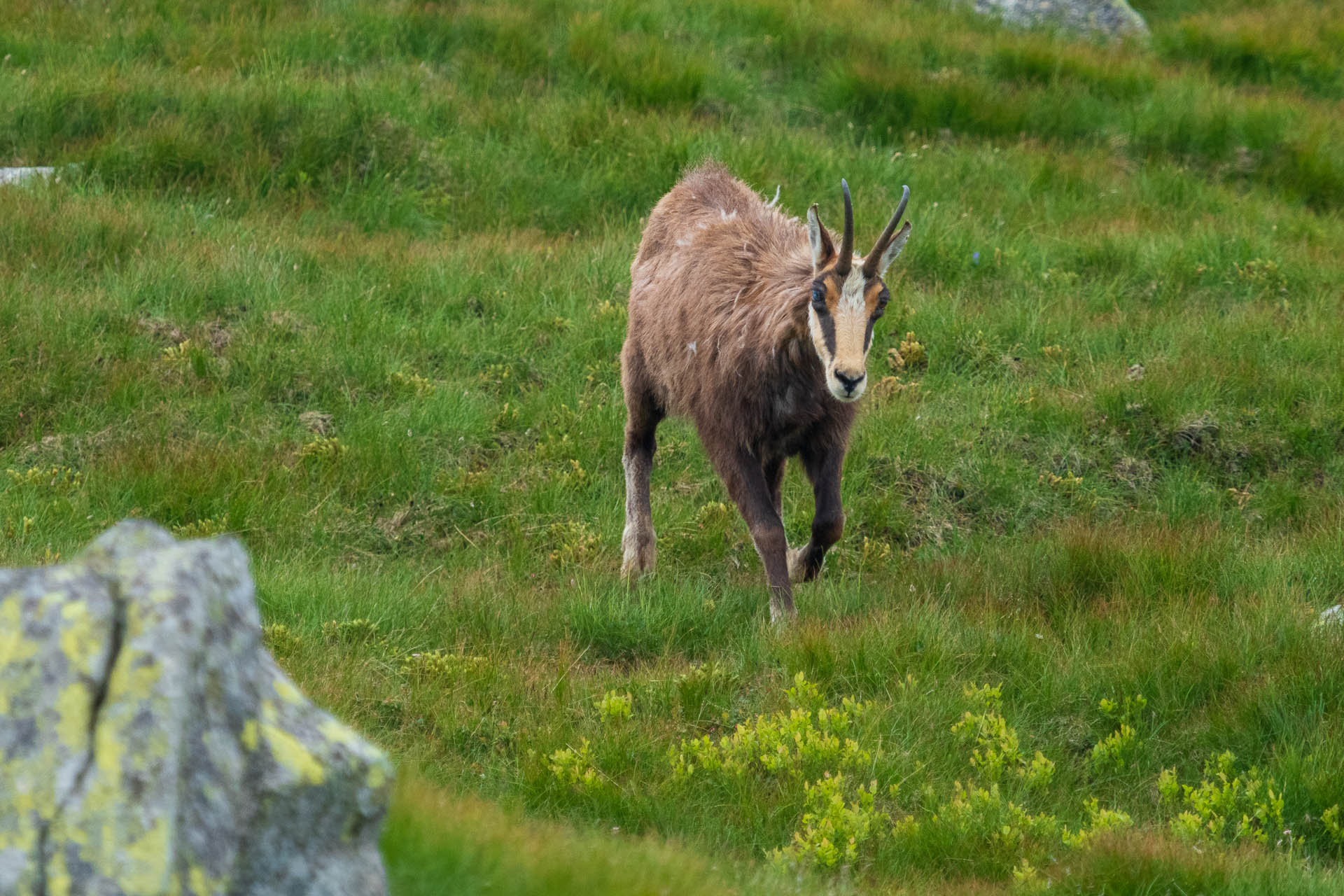 Chabenec z Jasnej pod Chopkom (Nízke Tatry)