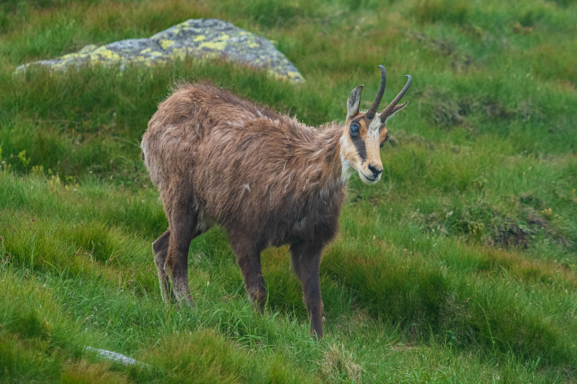 Chabenec z Jasnej pod Chopkom (Nízke Tatry)