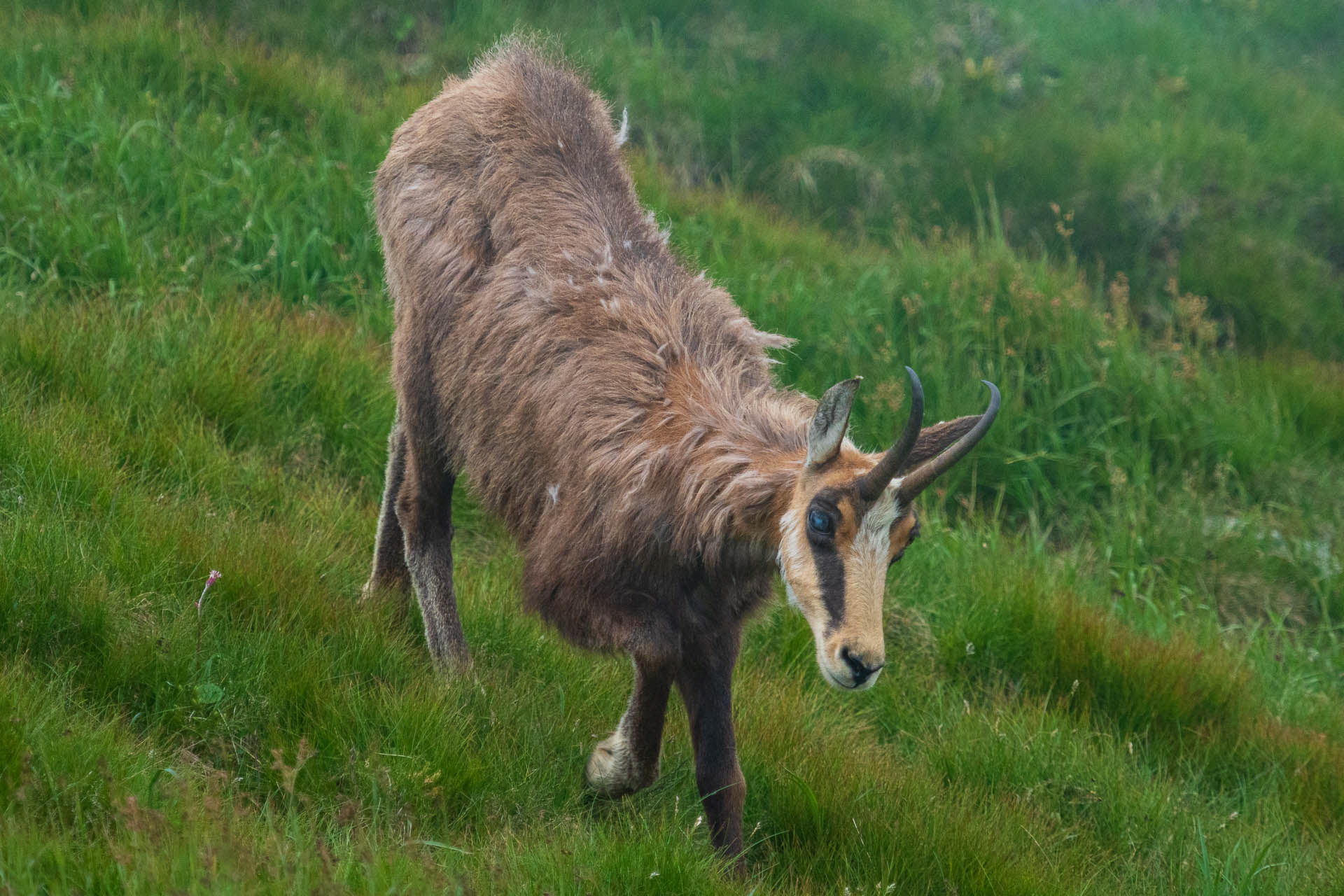 Chabenec z Jasnej pod Chopkom (Nízke Tatry)