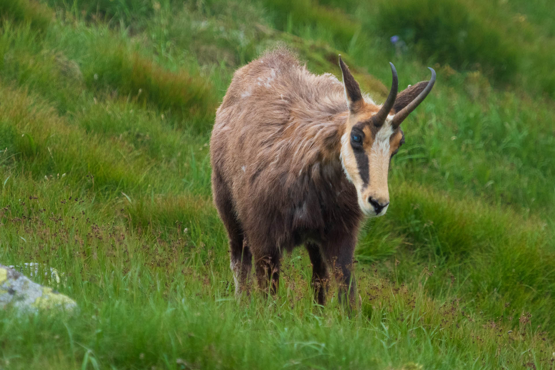 Chabenec z Jasnej pod Chopkom (Nízke Tatry)