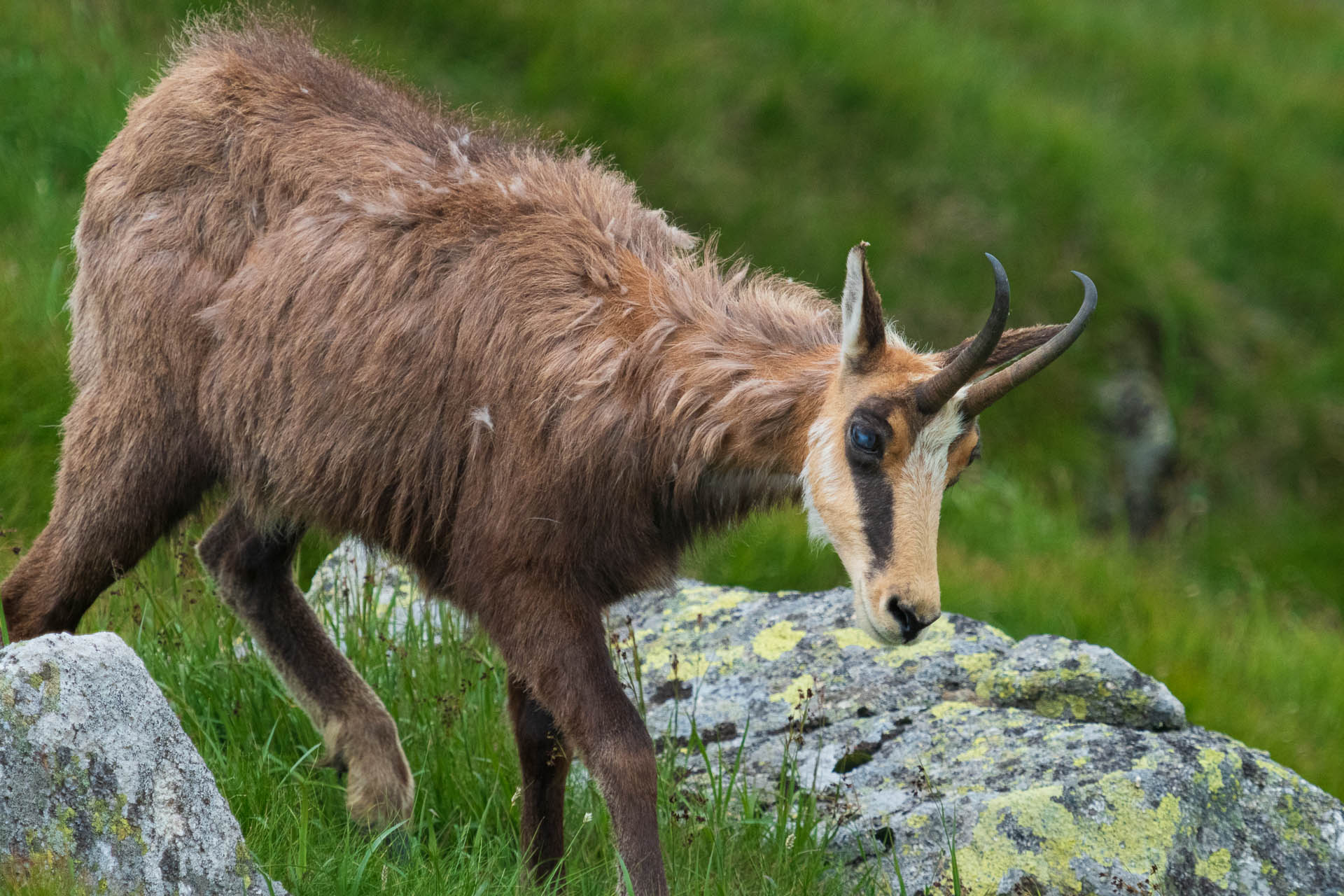 Chabenec z Jasnej pod Chopkom (Nízke Tatry)