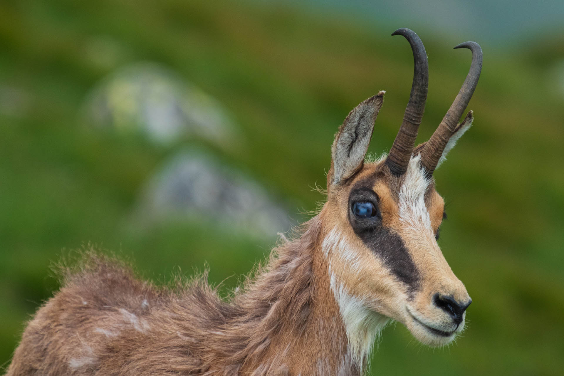 Chabenec z Jasnej pod Chopkom (Nízke Tatry)