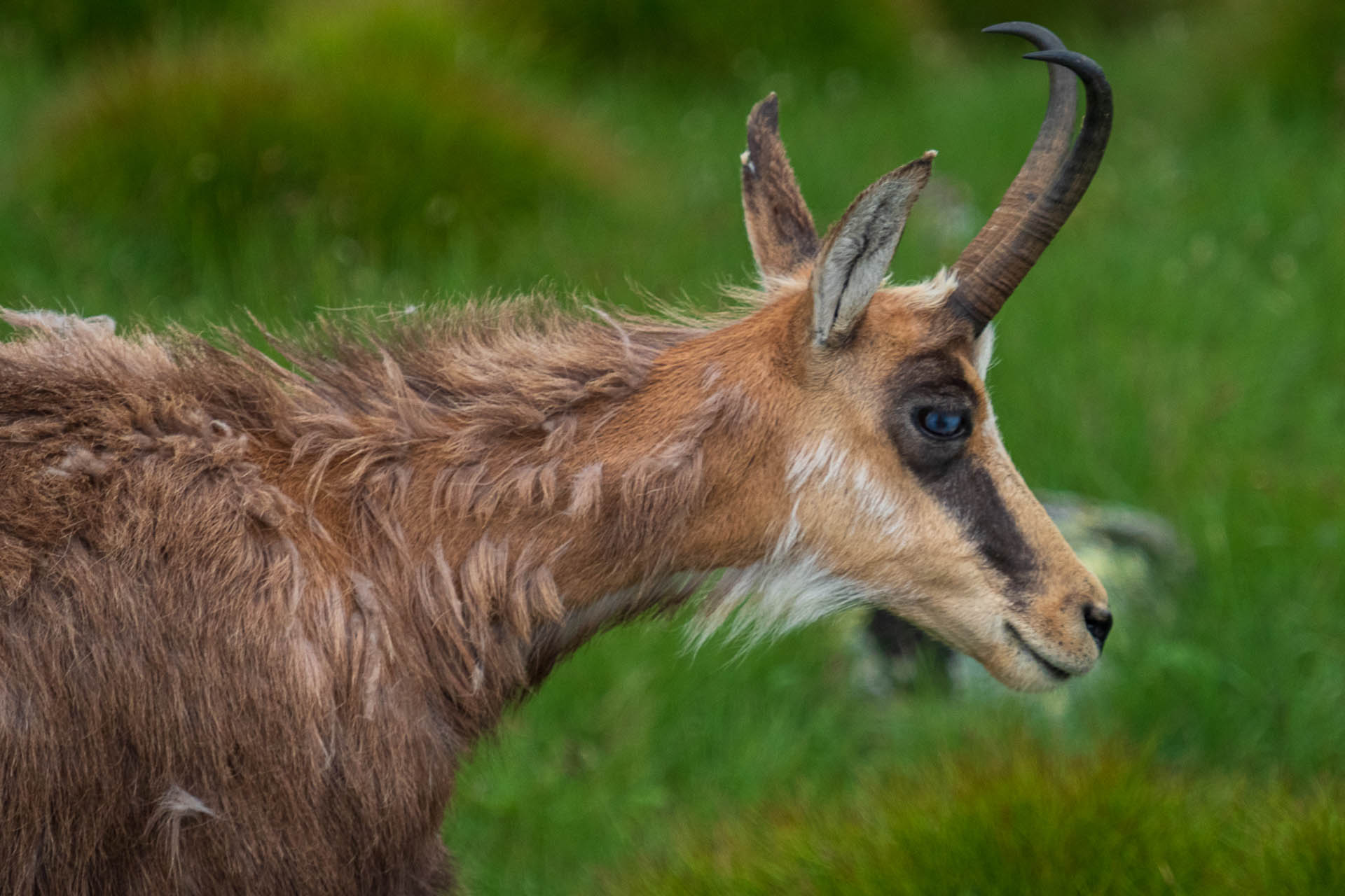 Chabenec z Jasnej pod Chopkom (Nízke Tatry)