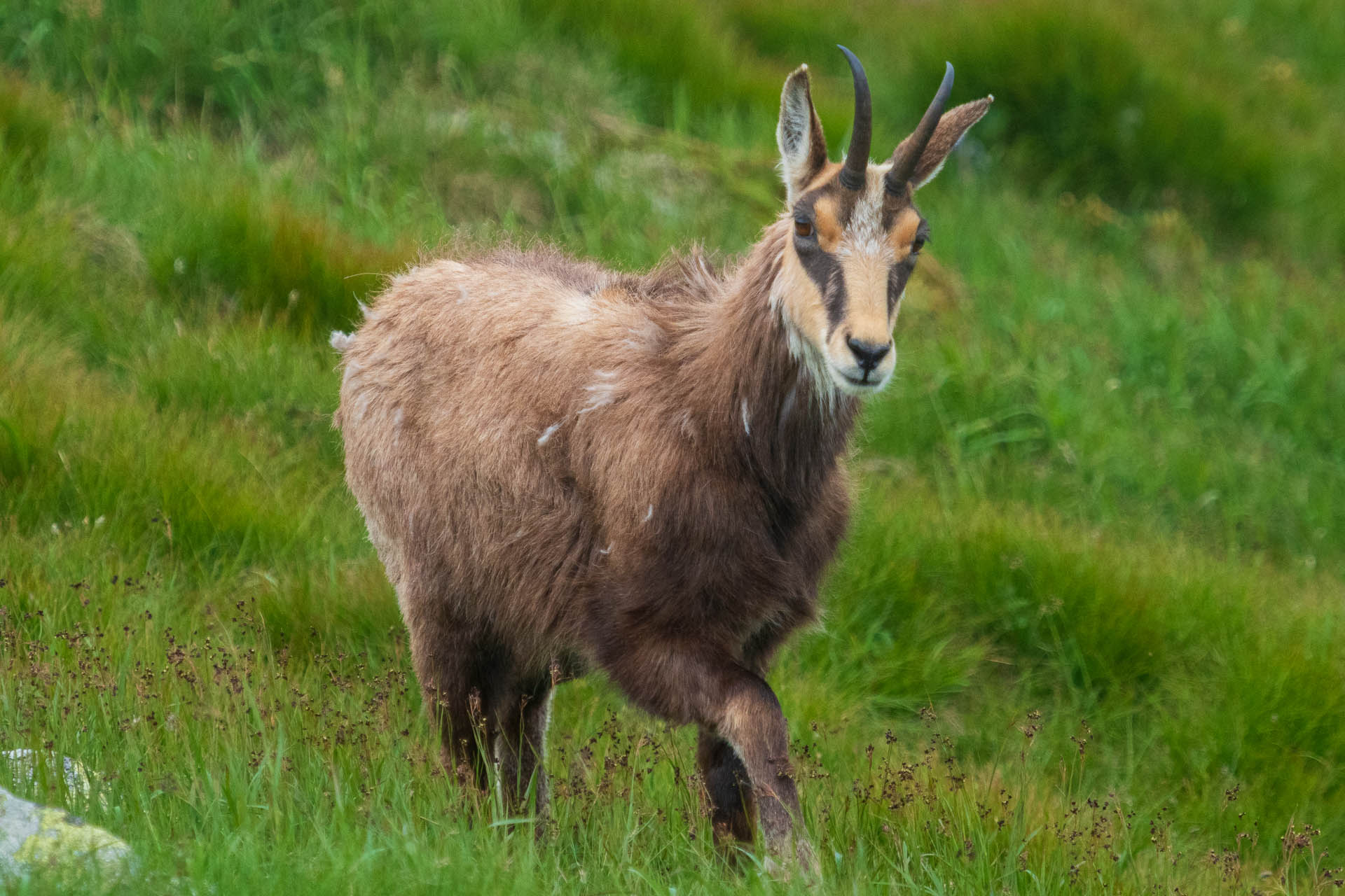 Chabenec z Jasnej pod Chopkom (Nízke Tatry)