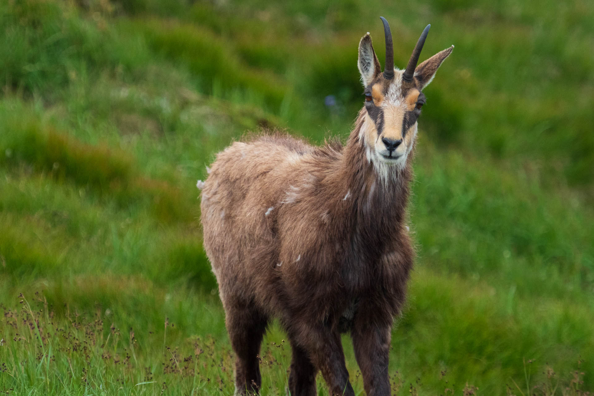 Chabenec z Jasnej pod Chopkom (Nízke Tatry)