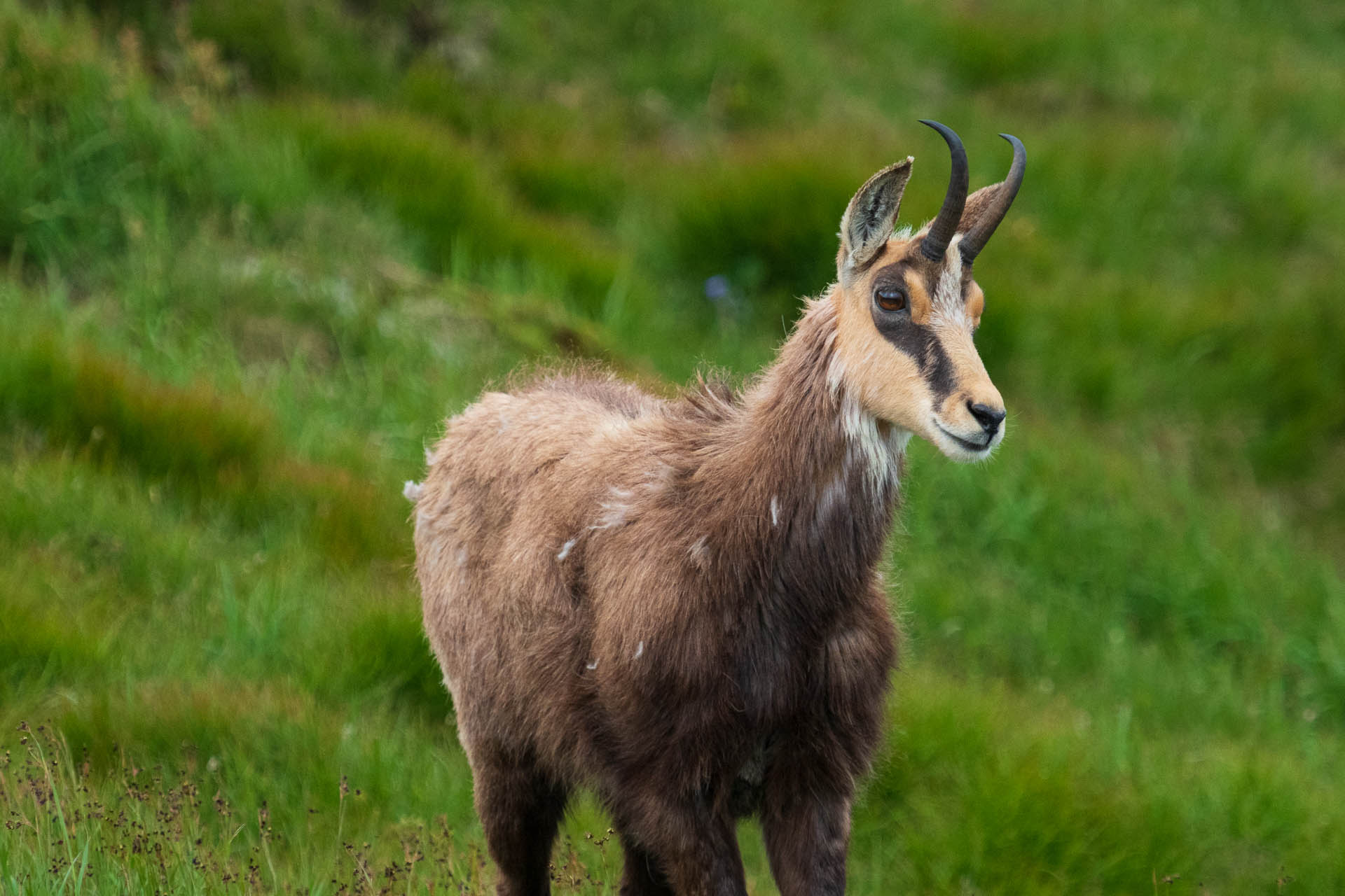 Chabenec z Jasnej pod Chopkom (Nízke Tatry)