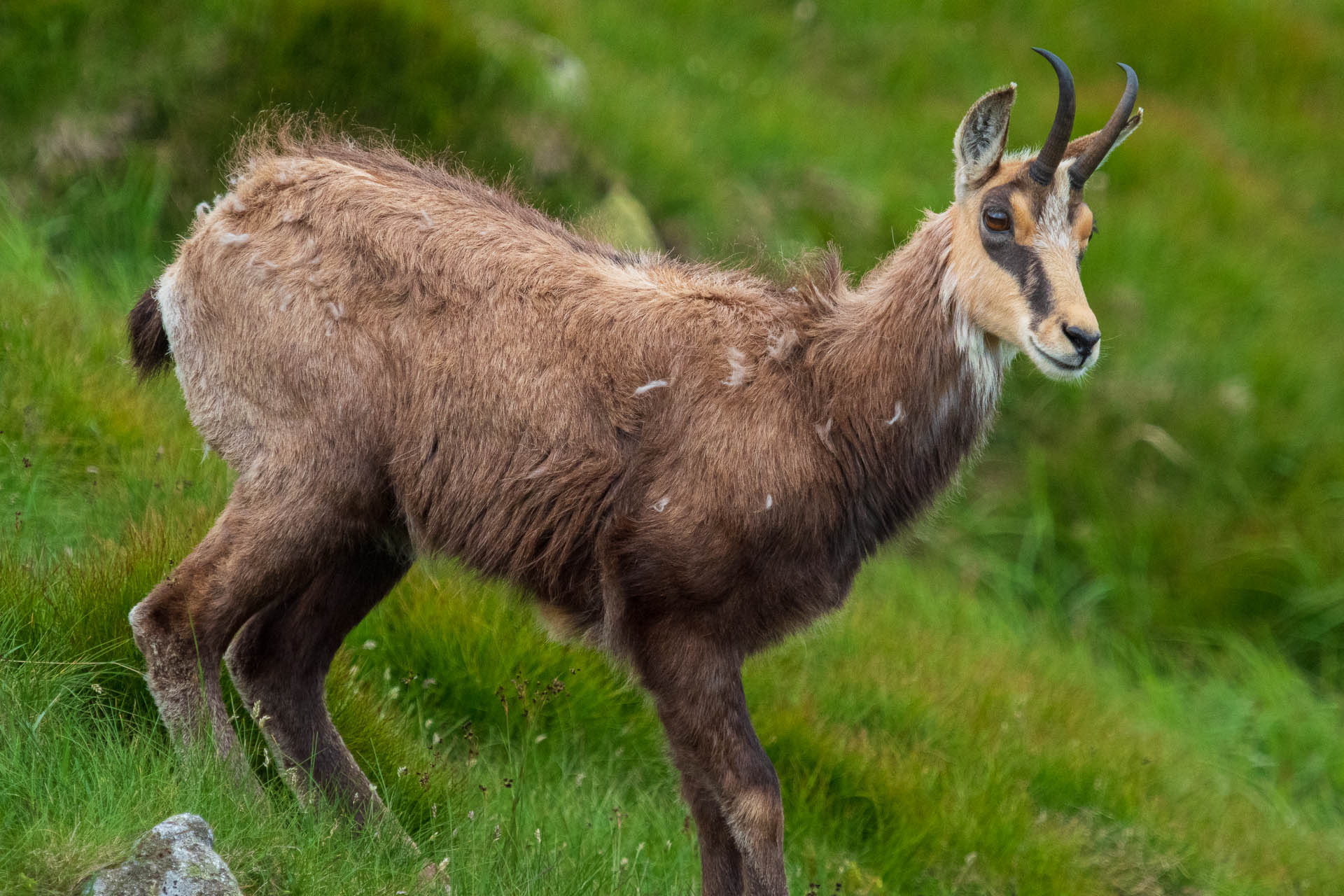 Chabenec z Jasnej pod Chopkom (Nízke Tatry)