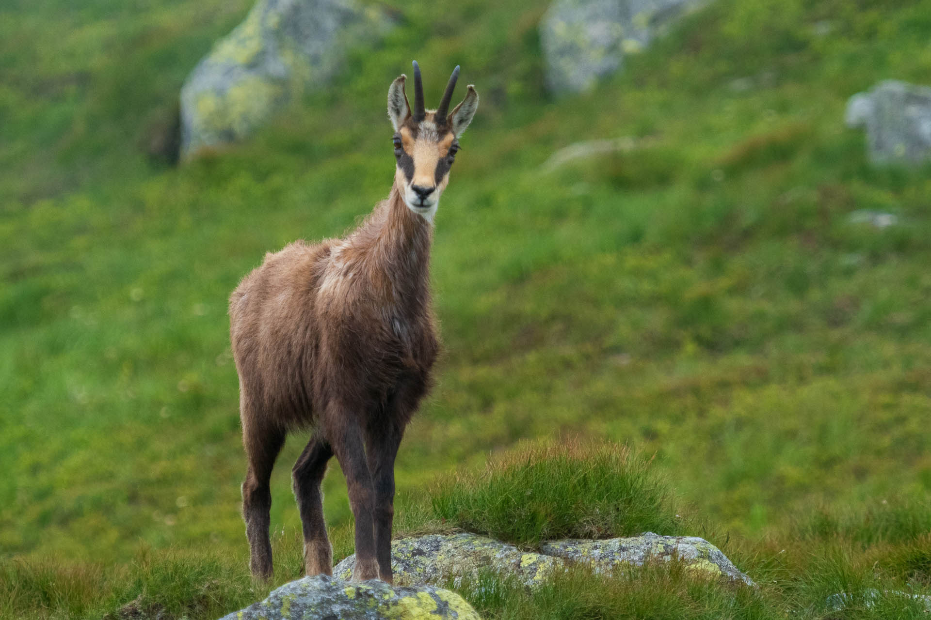 Chabenec z Jasnej pod Chopkom (Nízke Tatry)