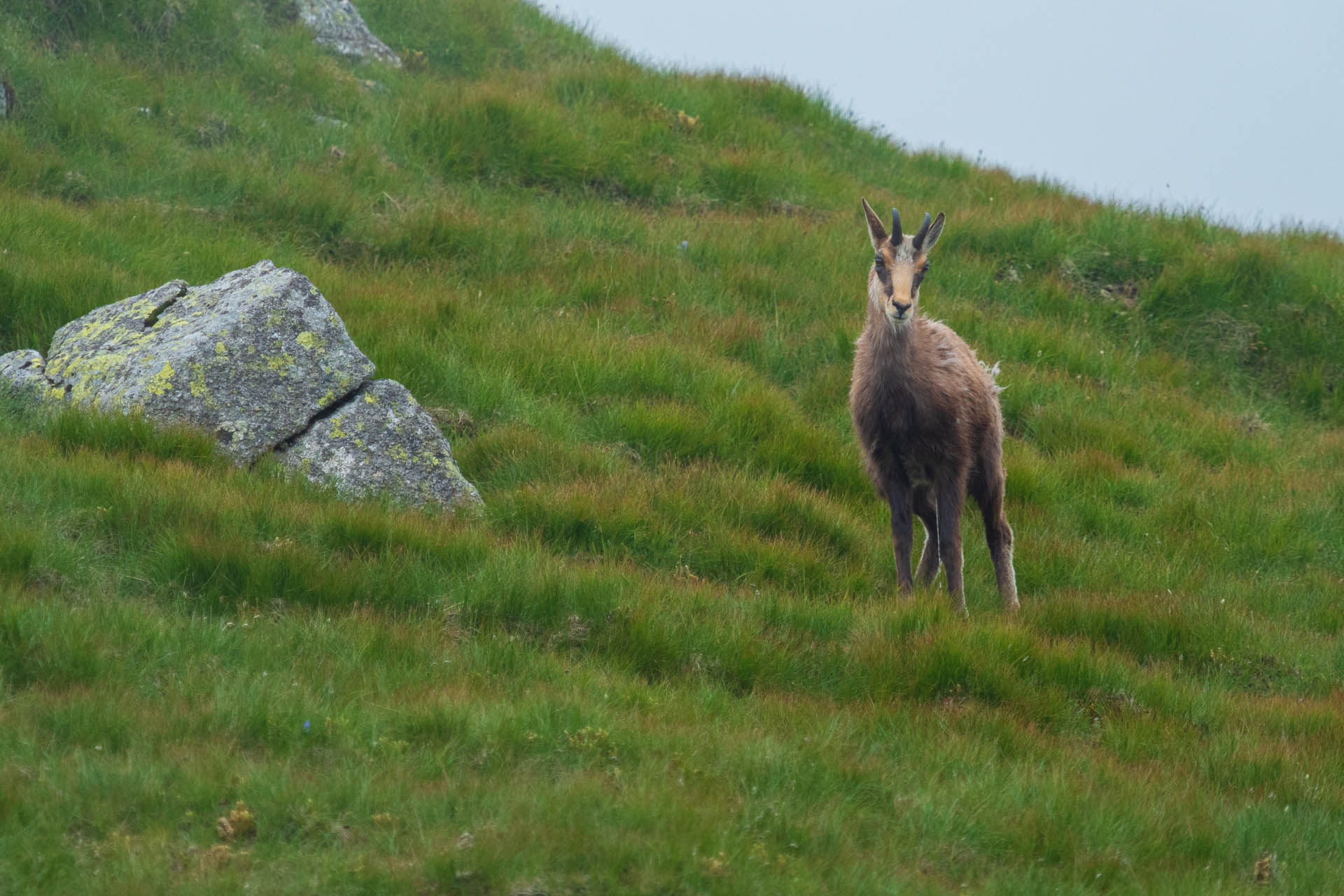 Chabenec z Jasnej pod Chopkom (Nízke Tatry)