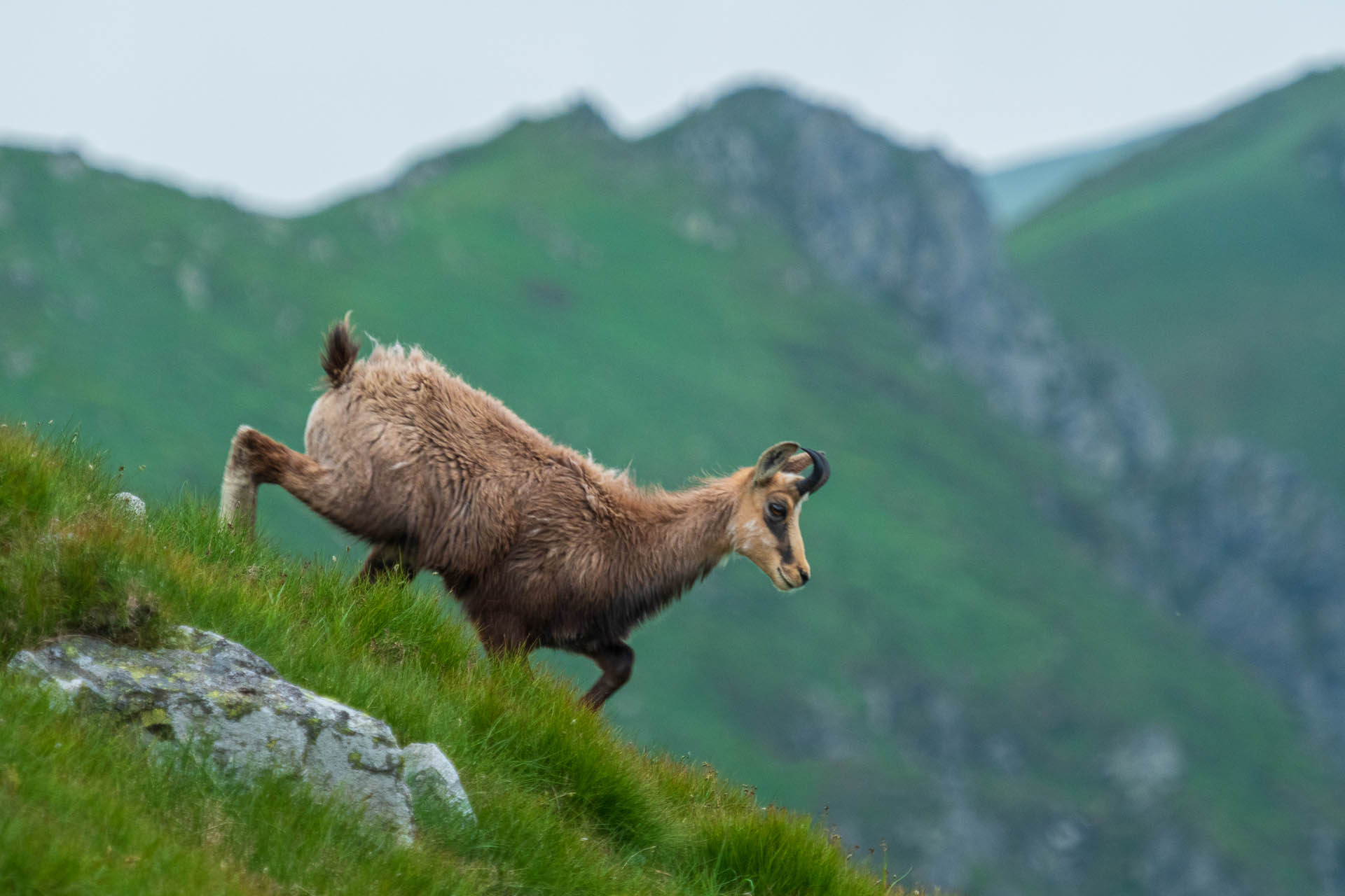 Chabenec z Jasnej pod Chopkom (Nízke Tatry)