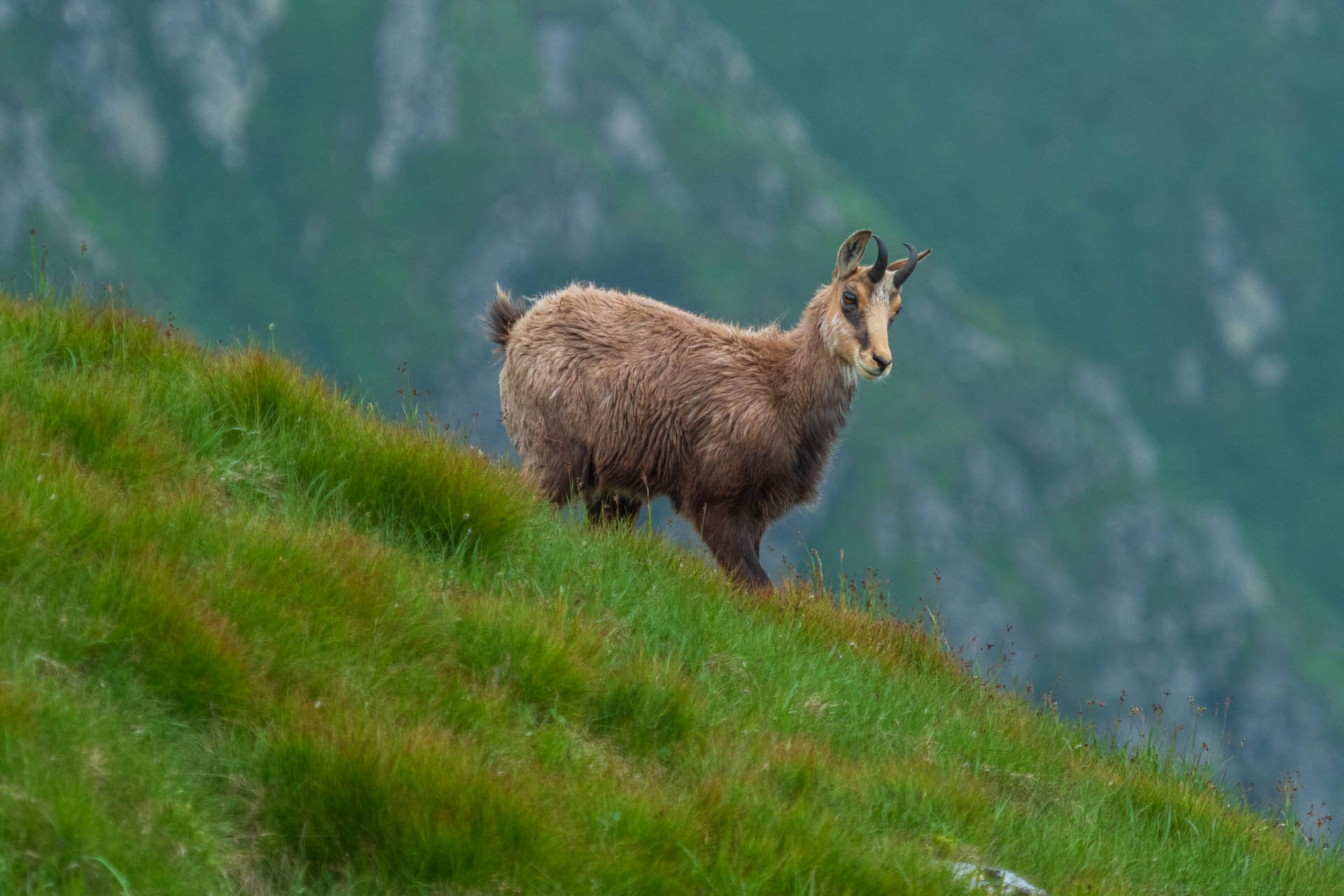 Chabenec z Jasnej pod Chopkom (Nízke Tatry)