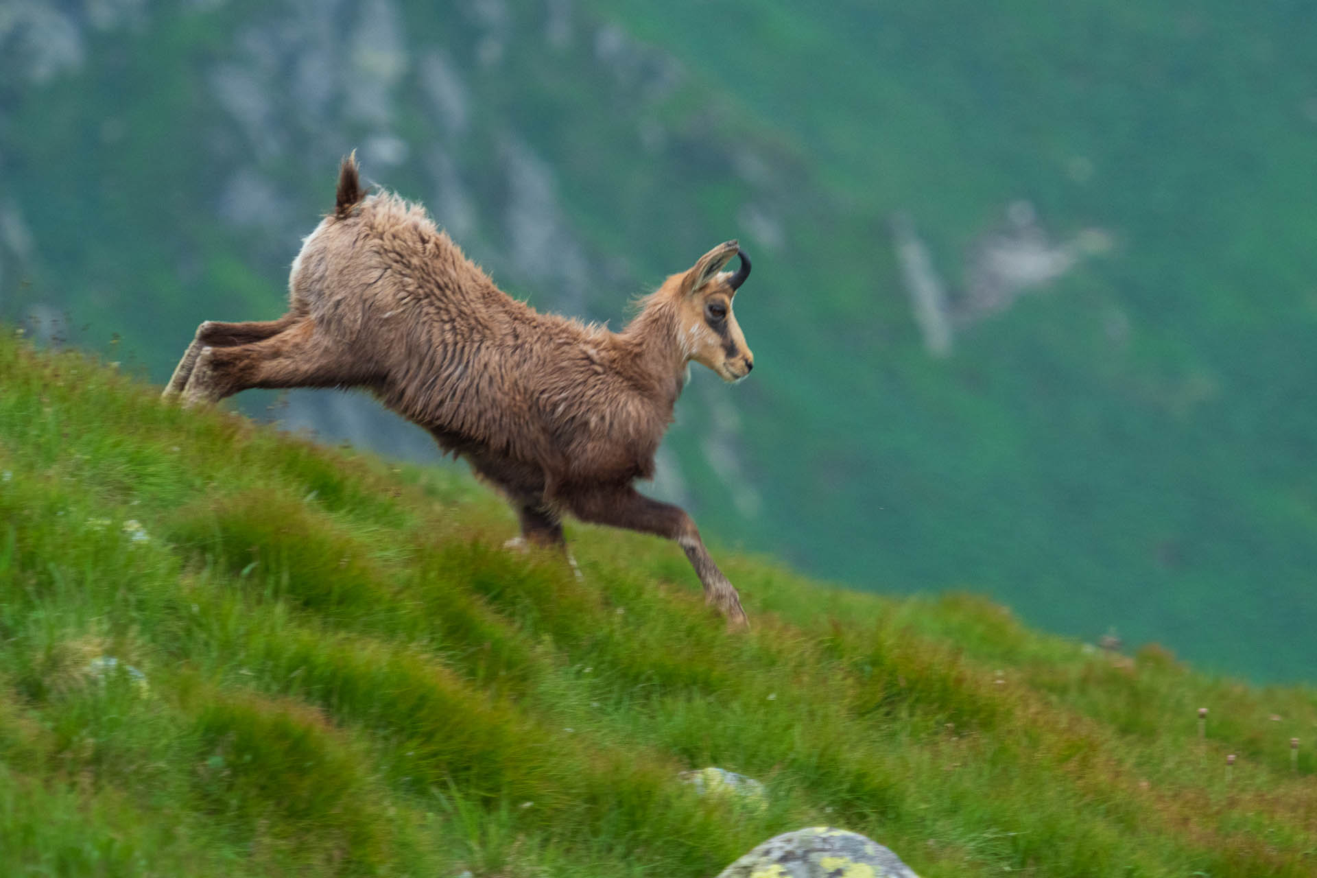 Chabenec z Jasnej pod Chopkom (Nízke Tatry)