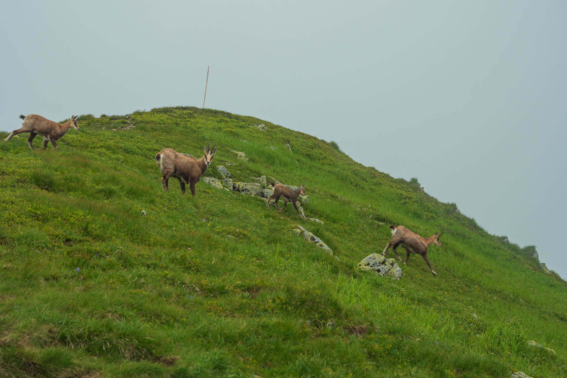 Chabenec z Jasnej pod Chopkom (Nízke Tatry)