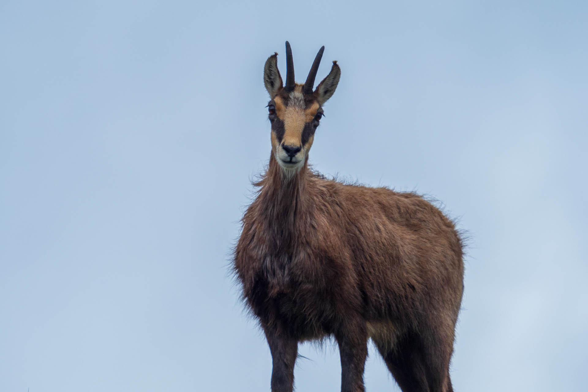 Chabenec z Jasnej pod Chopkom (Nízke Tatry)