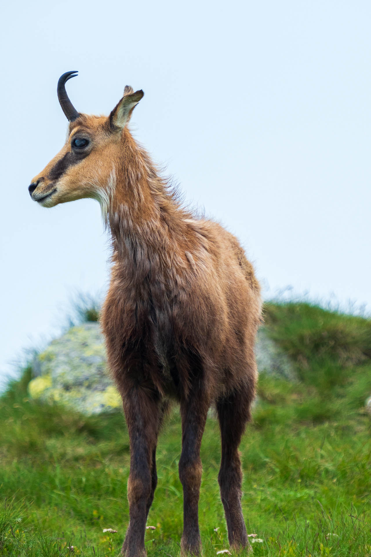 Chabenec z Jasnej pod Chopkom (Nízke Tatry)